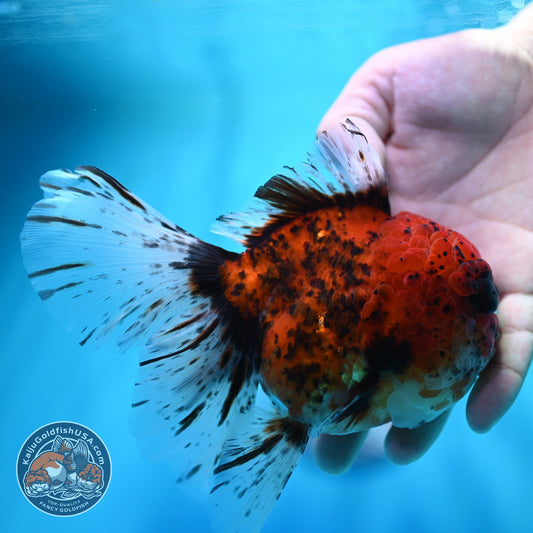 Full Wen Tiger Rose Tail Oranda 4 inch Body (260529_OR04)