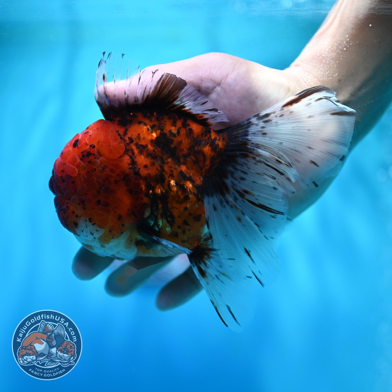 Full Wen Tiger Rose Tail Oranda 4 inch Body (260529_OR04)