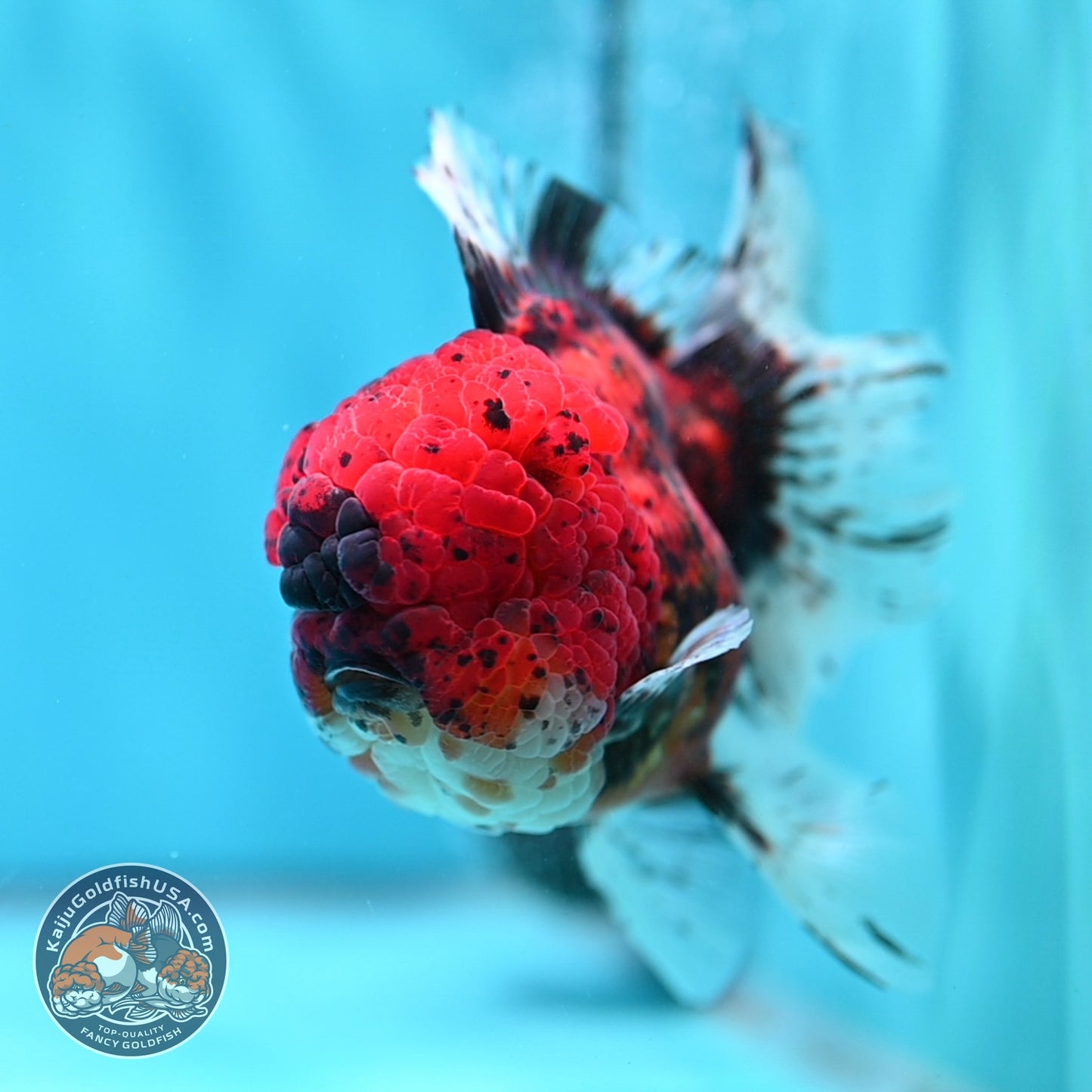 Full Wen Tiger Rose Tail Oranda 4 inch Body (260529_OR04)