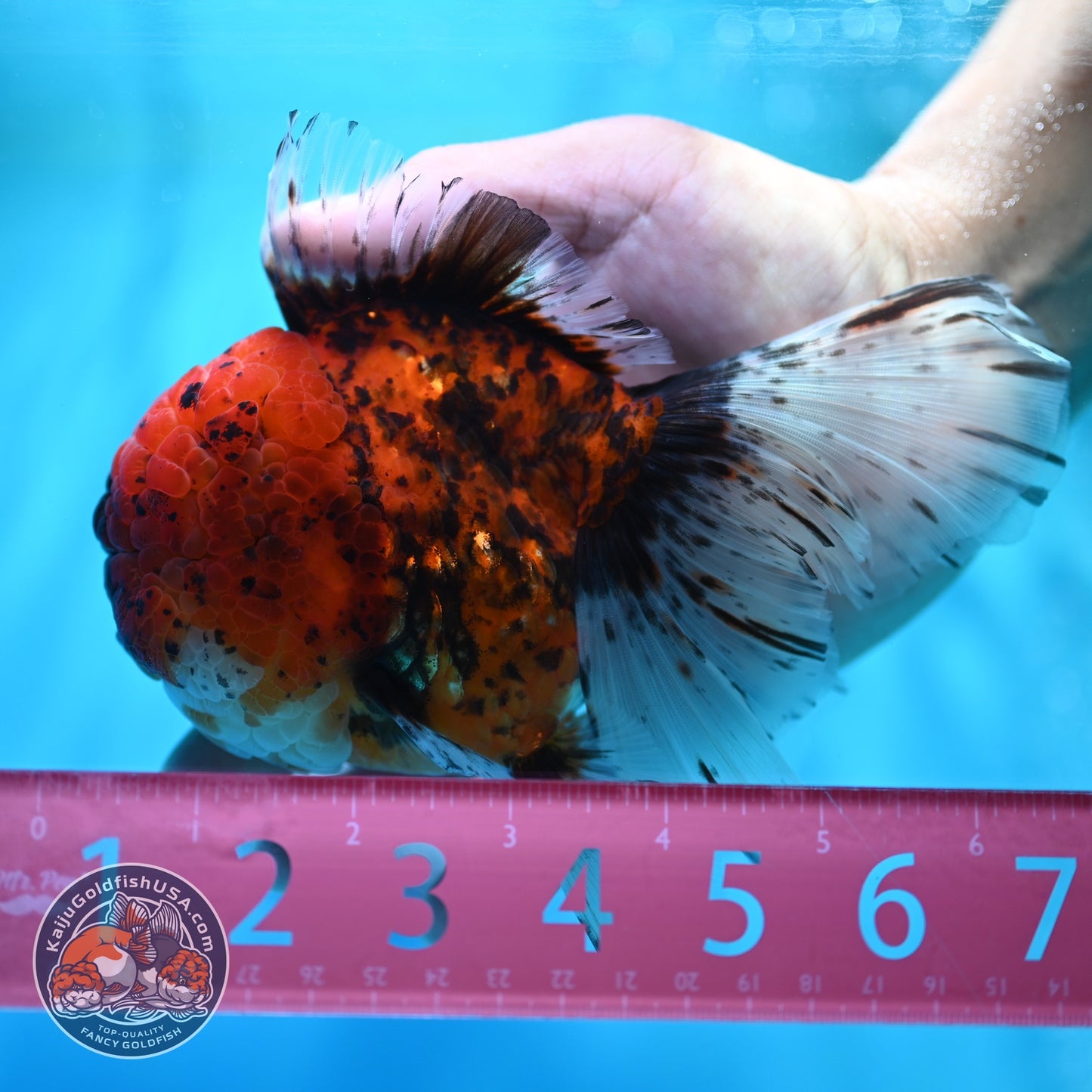 Full Wen Tiger Rose Tail Oranda 4 inch Body (260529_OR04)