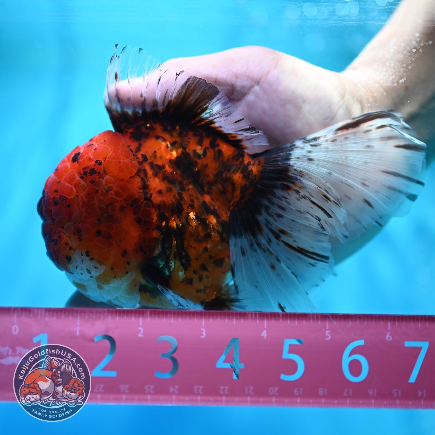 Full Wen Tiger Rose Tail Oranda 4 inch Body (260529_OR04)