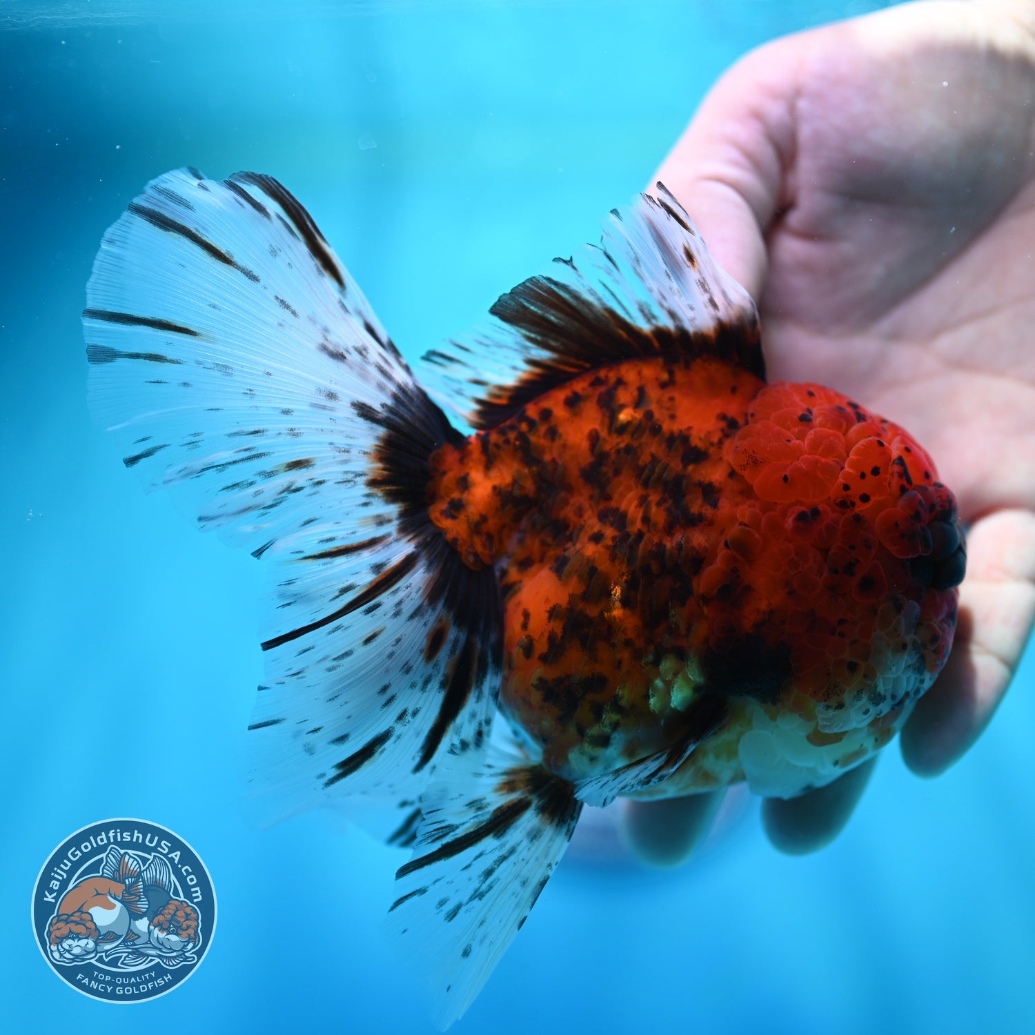 Full Wen Tiger Rose Tail Oranda 4 inch Body (260529_OR04)