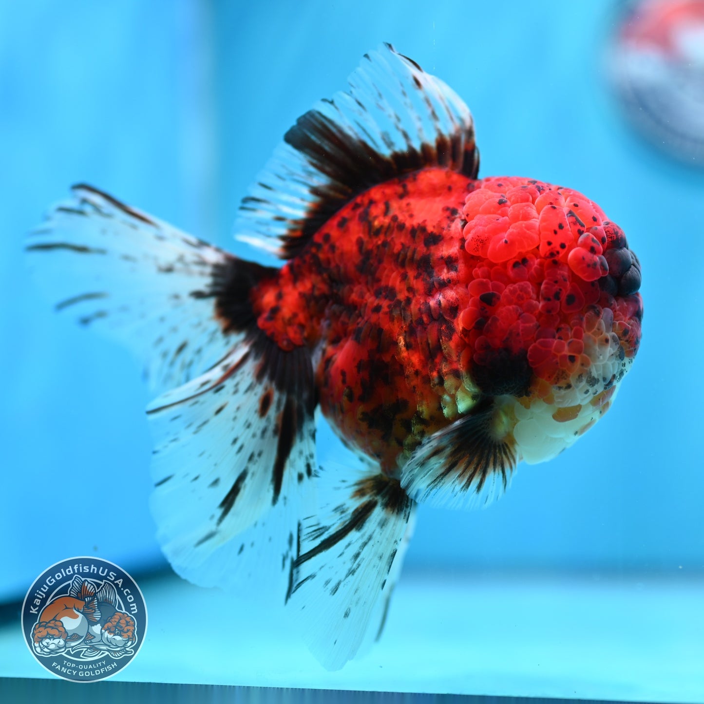 Full Wen Tiger Rose Tail Oranda 4 inch Body (260529_OR04)