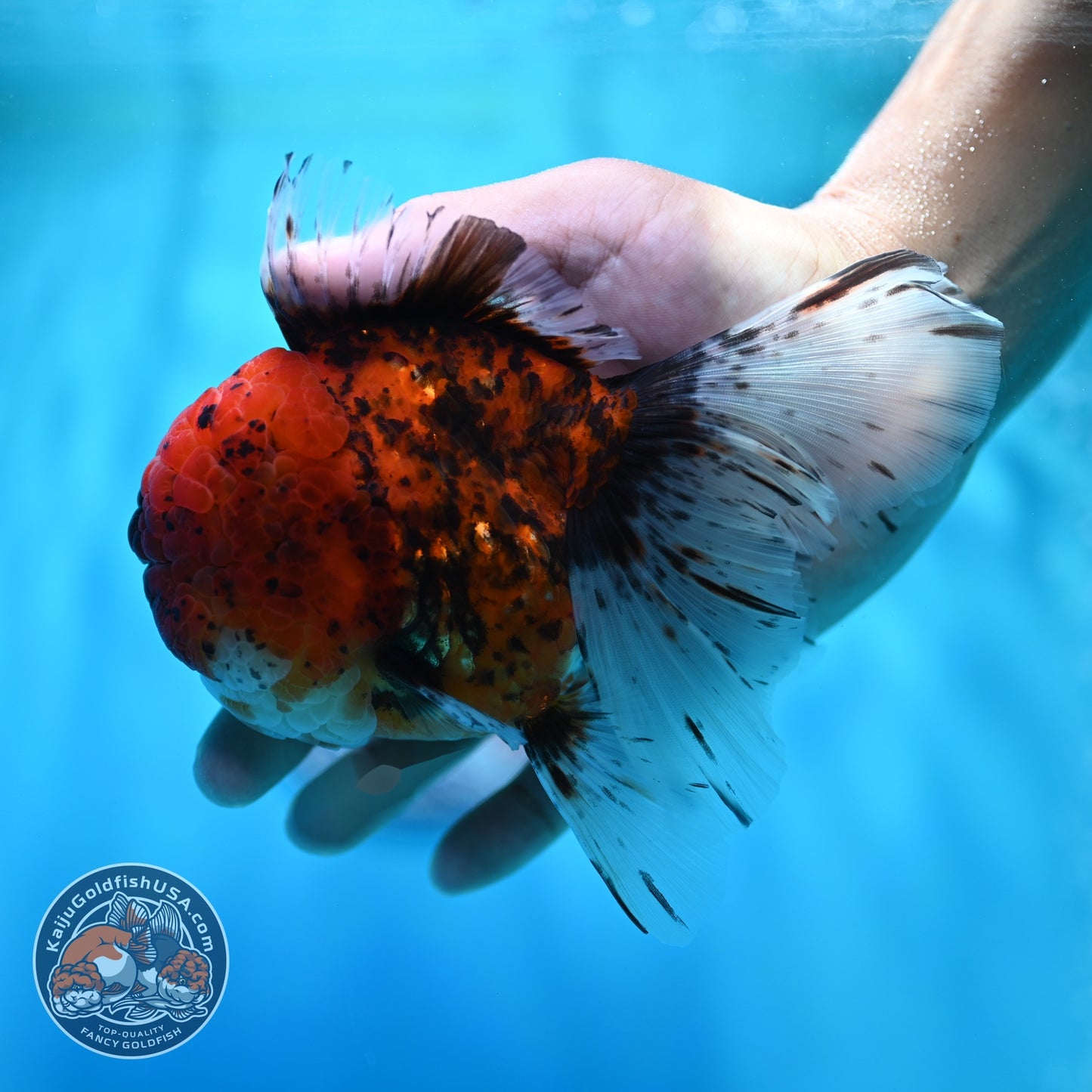 Full Wen Tiger Rose Tail Oranda 4 inch Body (260529_OR04)