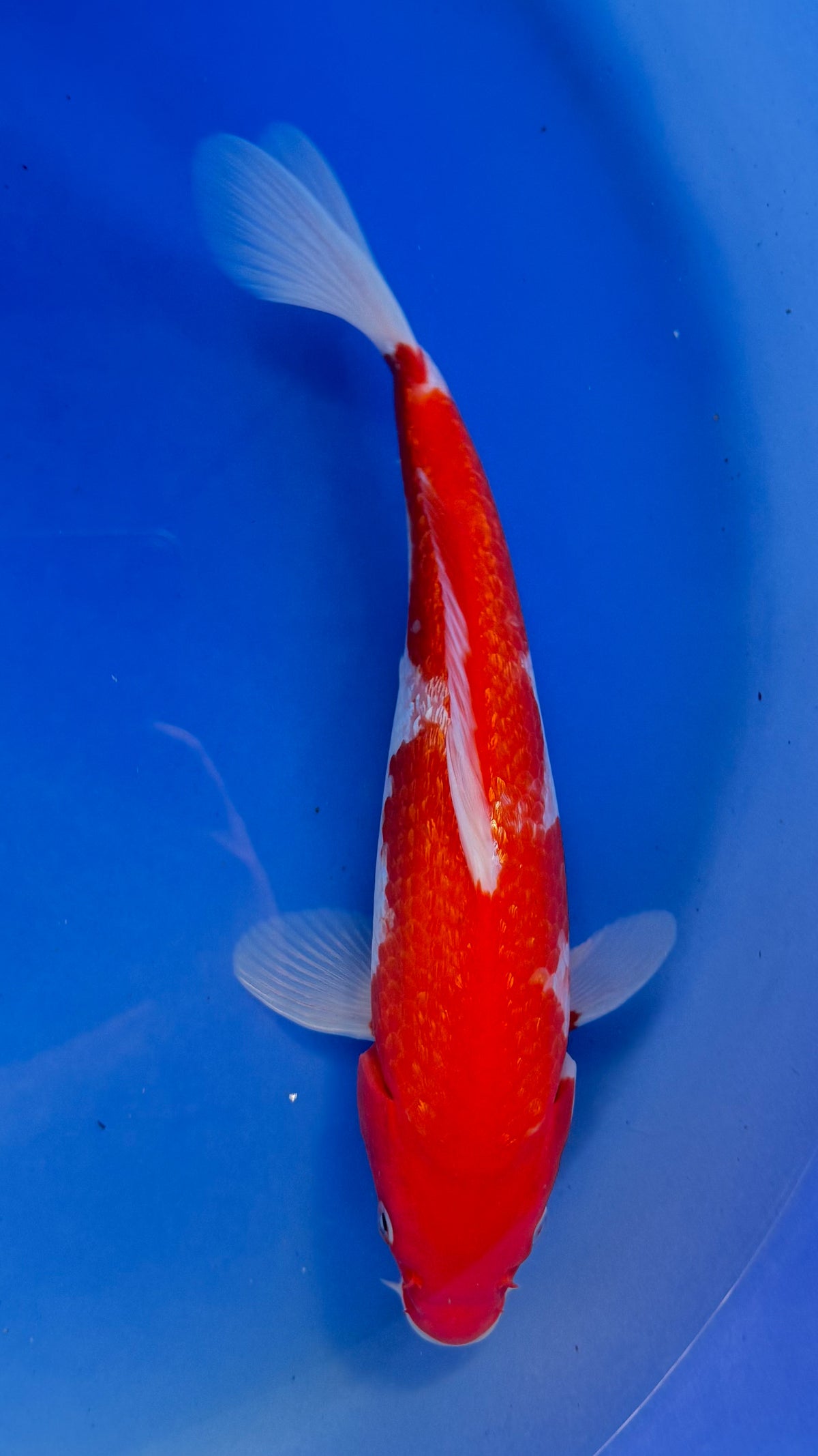 Ginrin Kohaku 12 inches (261022_KOI11)