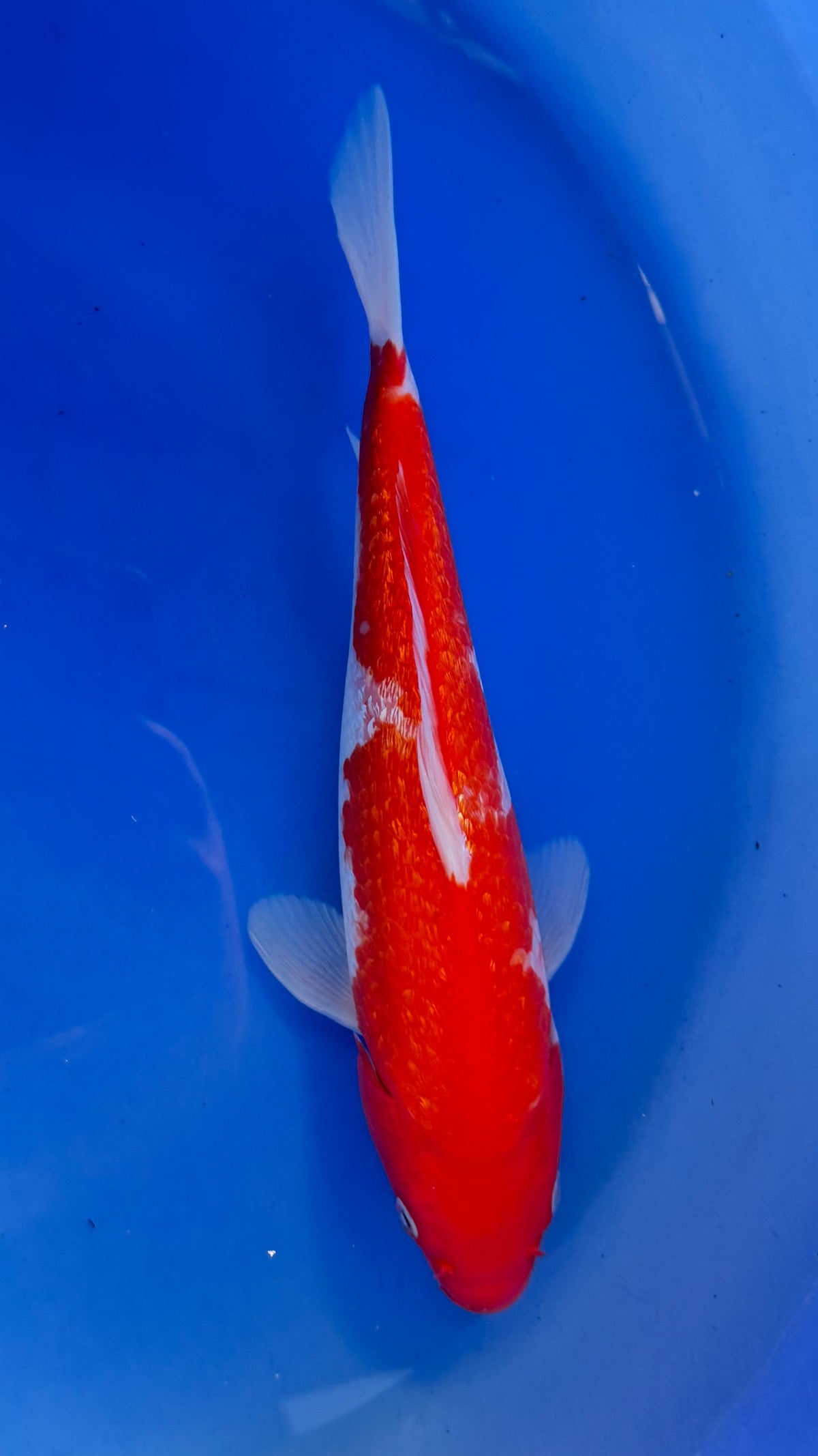 Ginrin Kohaku 12 inches (261022_KOI11)