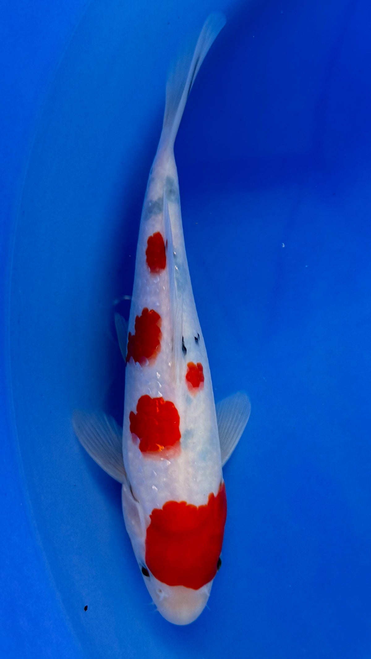 Ginrin Sanke 11 inches (261022_KOI03)
