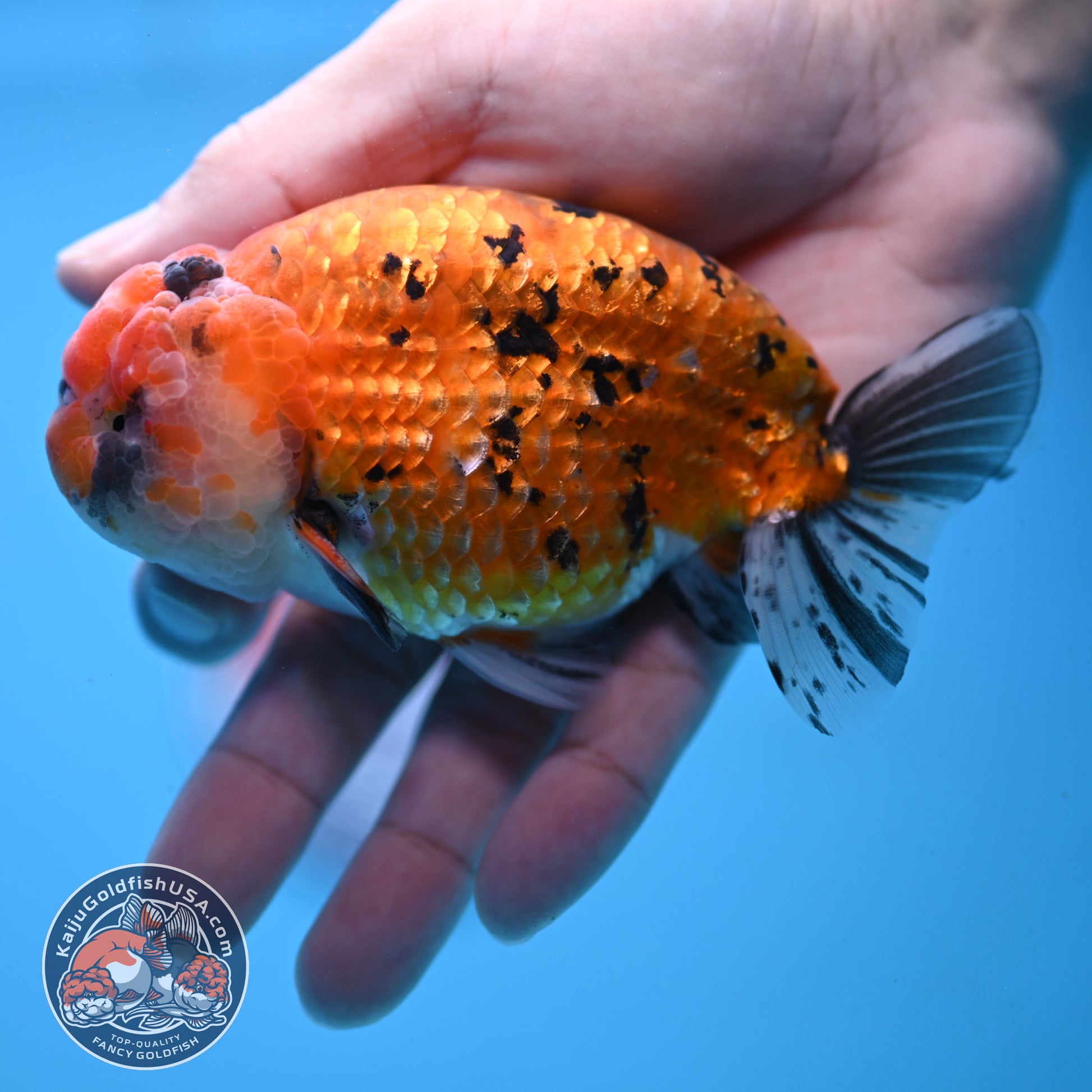 Gold Tiger Ranchu 4 inch Body (251017_RC03)