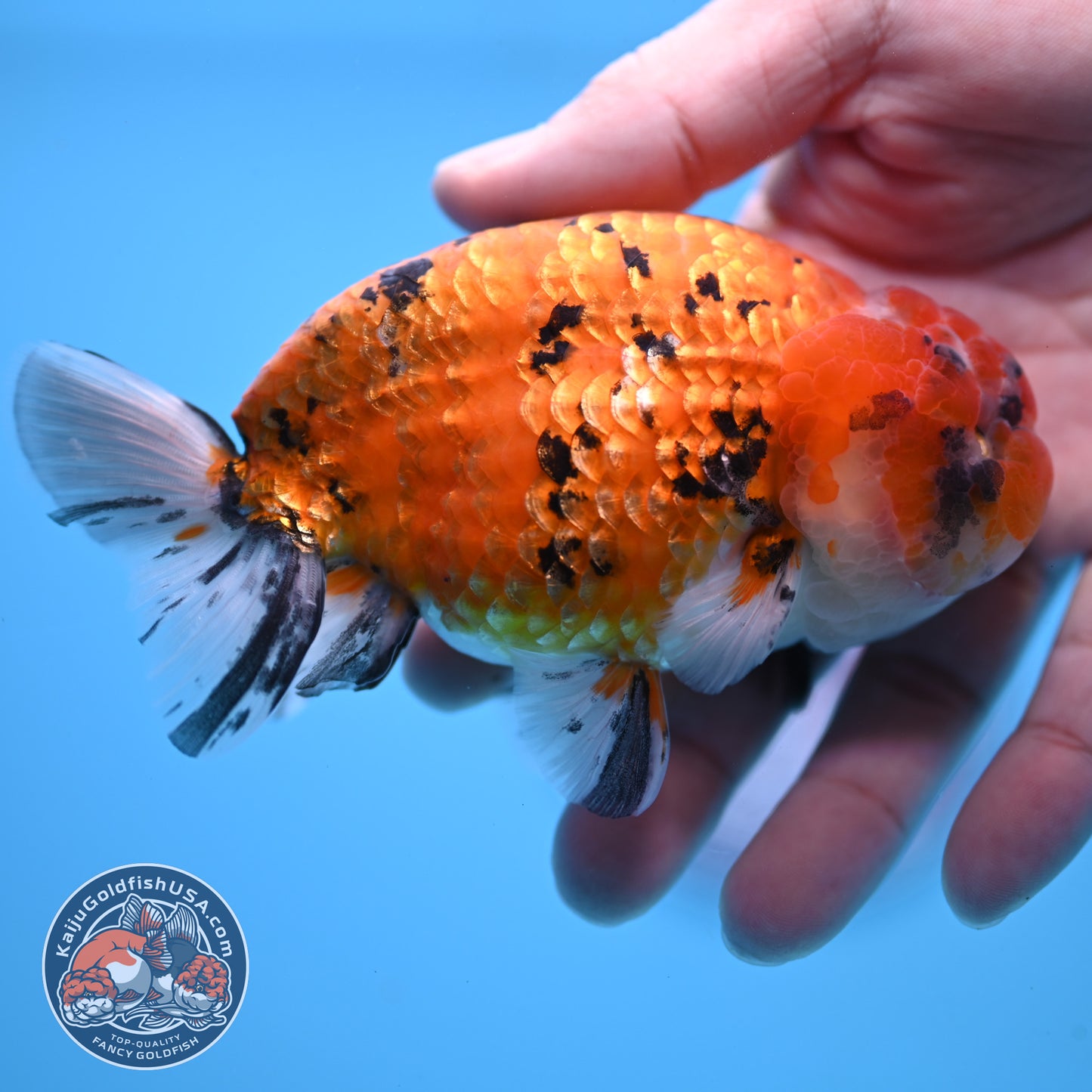 Gold Tiger Ranchu 4 inch Body (251017_RC03)