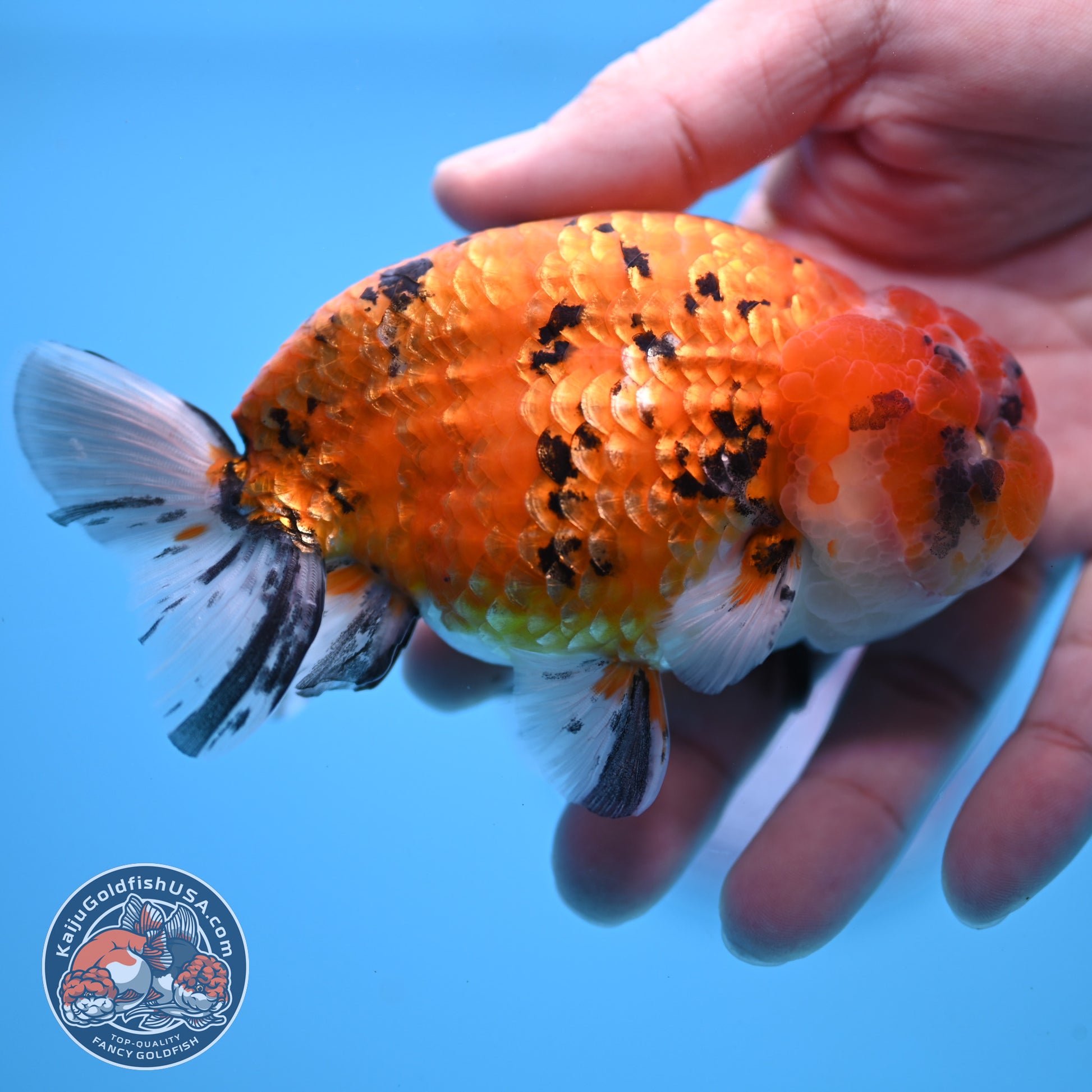 Gold Tiger Ranchu 4 inch Body (251017_RC03)
