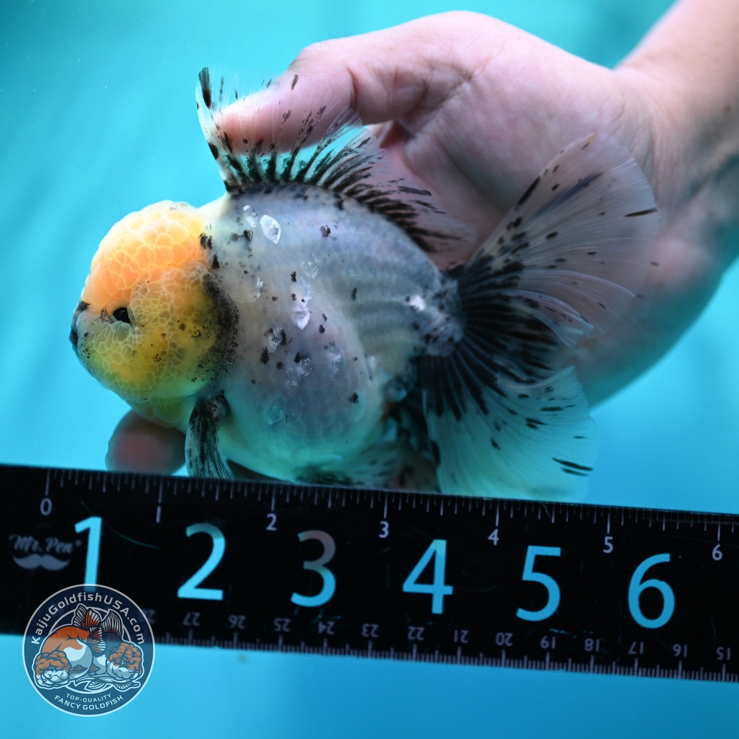 Granite Orchid Tail Oranda 3.5 inch Body (260522_OR08)