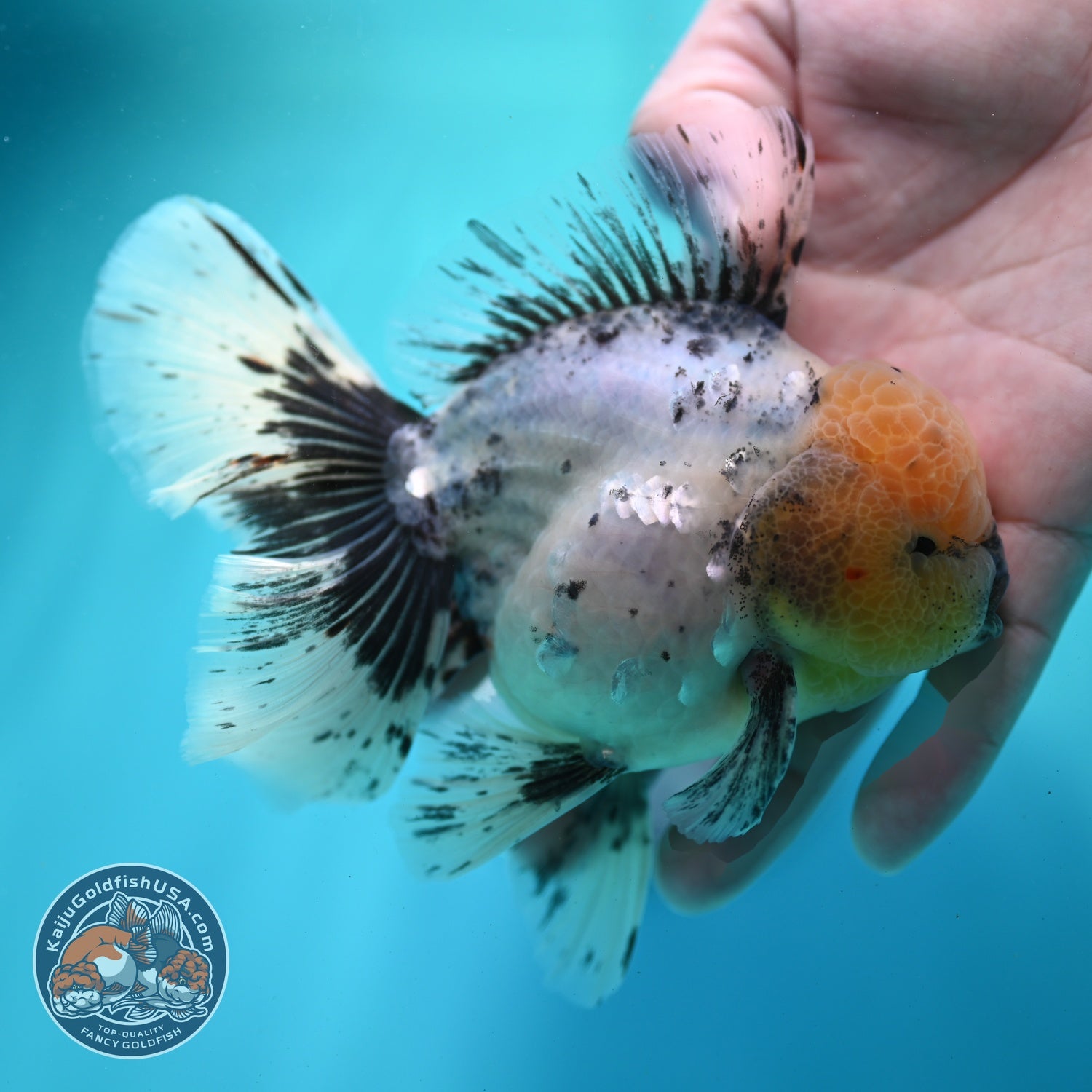 Granite Orchid Tail Oranda 3.5 inch Body (260522_OR08)