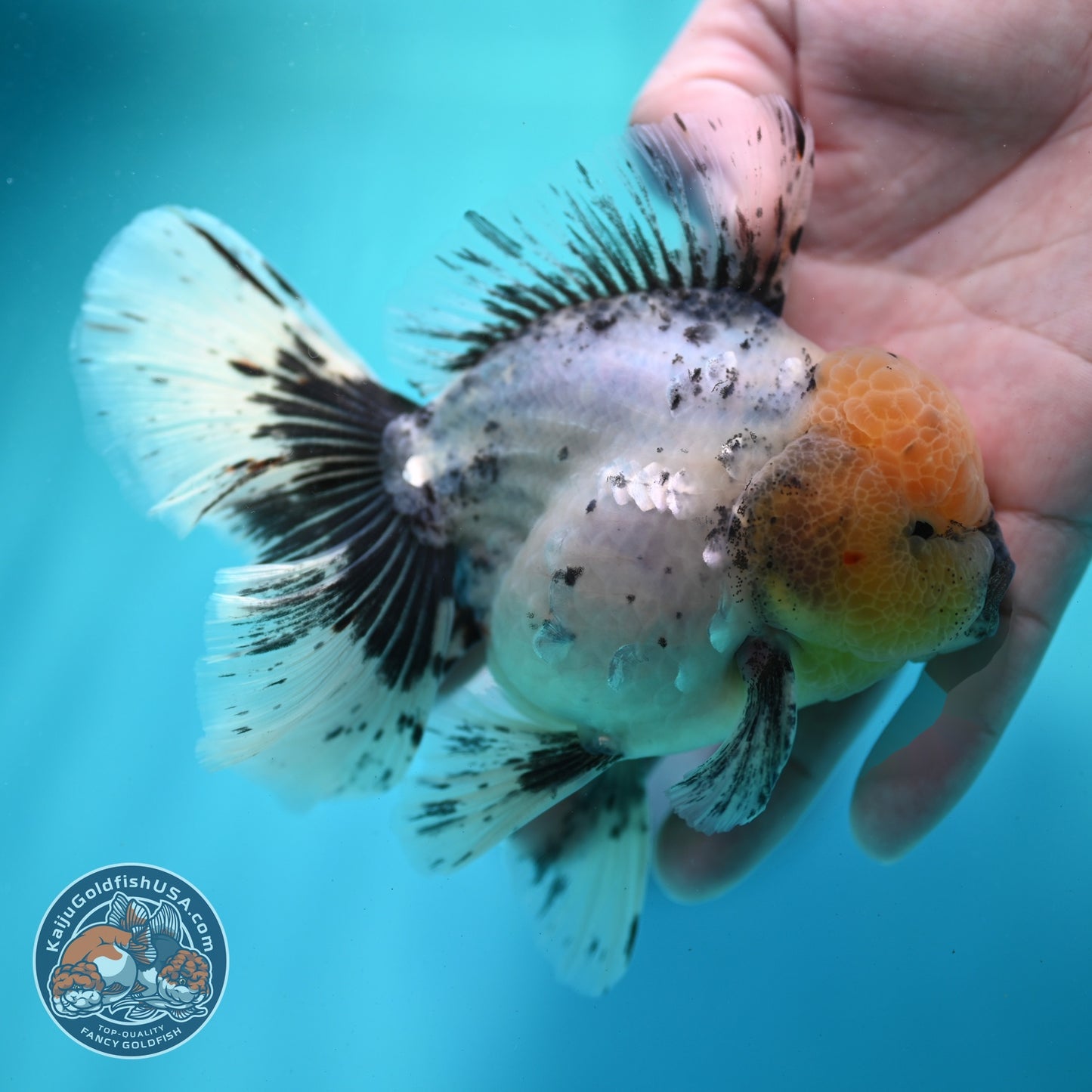 Granite Orchid Tail Oranda 3.5 inch Body (260522_OR08)