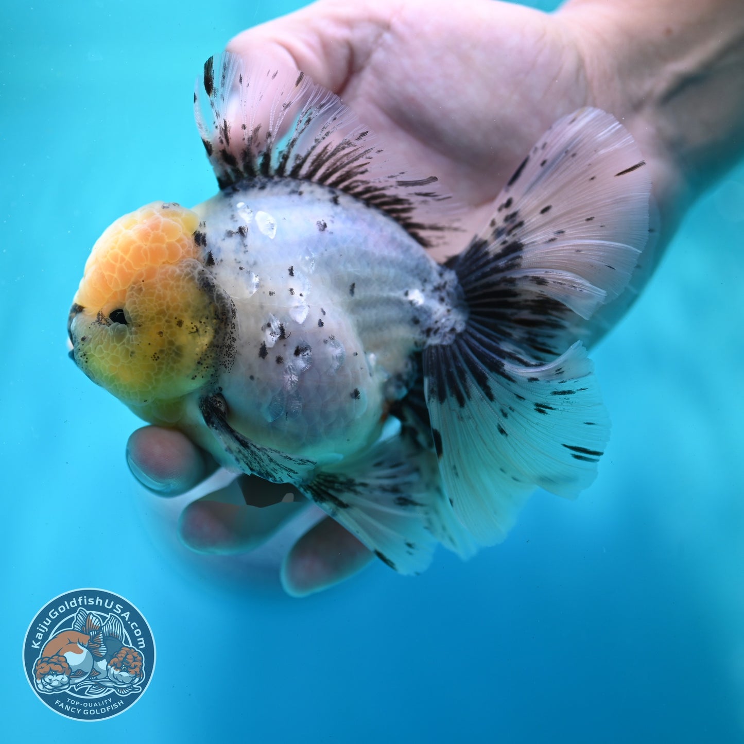Granite Orchid Tail Oranda 3.5 inch Body (260522_OR08)