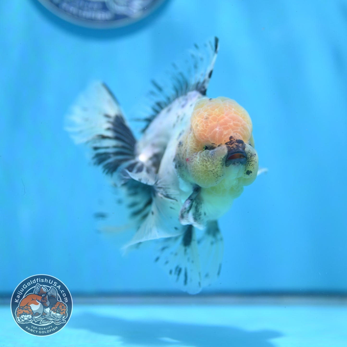 Granite Orchid Tail Oranda 3.5 inch Body (260522_OR08)