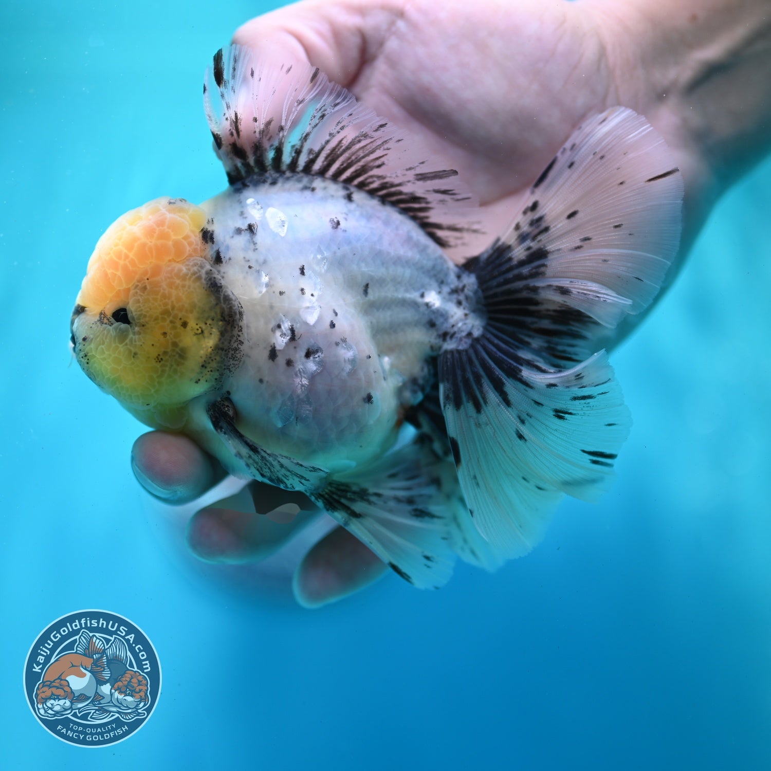 Granite Orchid Tail Oranda 3.5 inch Body (260522_OR08)