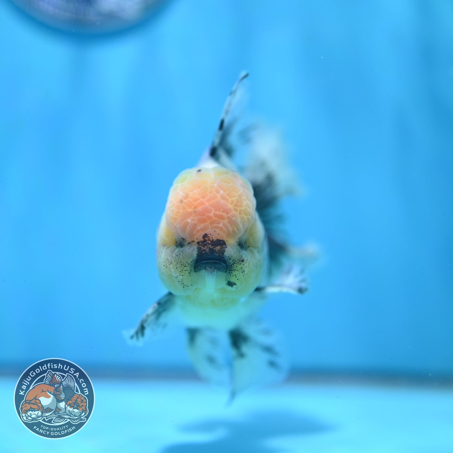 Granite Orchid Tail Oranda 3.5 inch Body (260522_OR08)