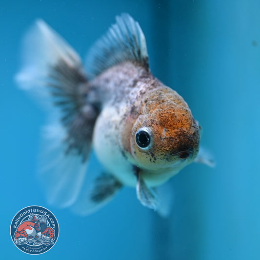 Granite Rosetail Oranda 3.5 inch Body (260130_OR14)