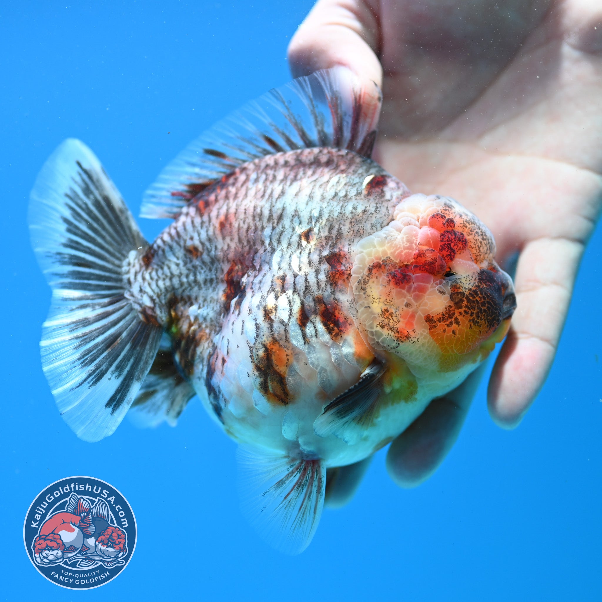 Grey Kirin Oranda 4 inch Body (260313_OR07) – Kaiju Goldfish USA