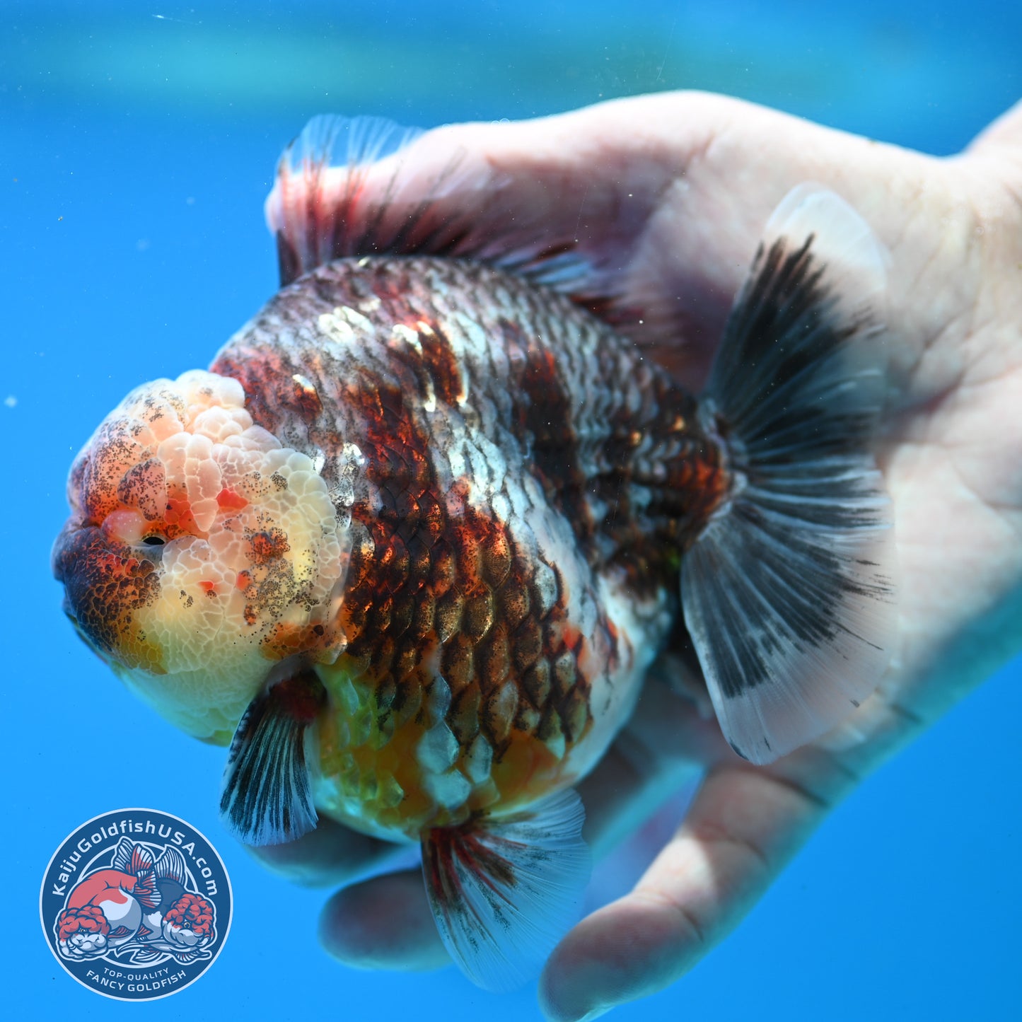 Grey Kirin Oranda 4 inch Body (260313_OR07)