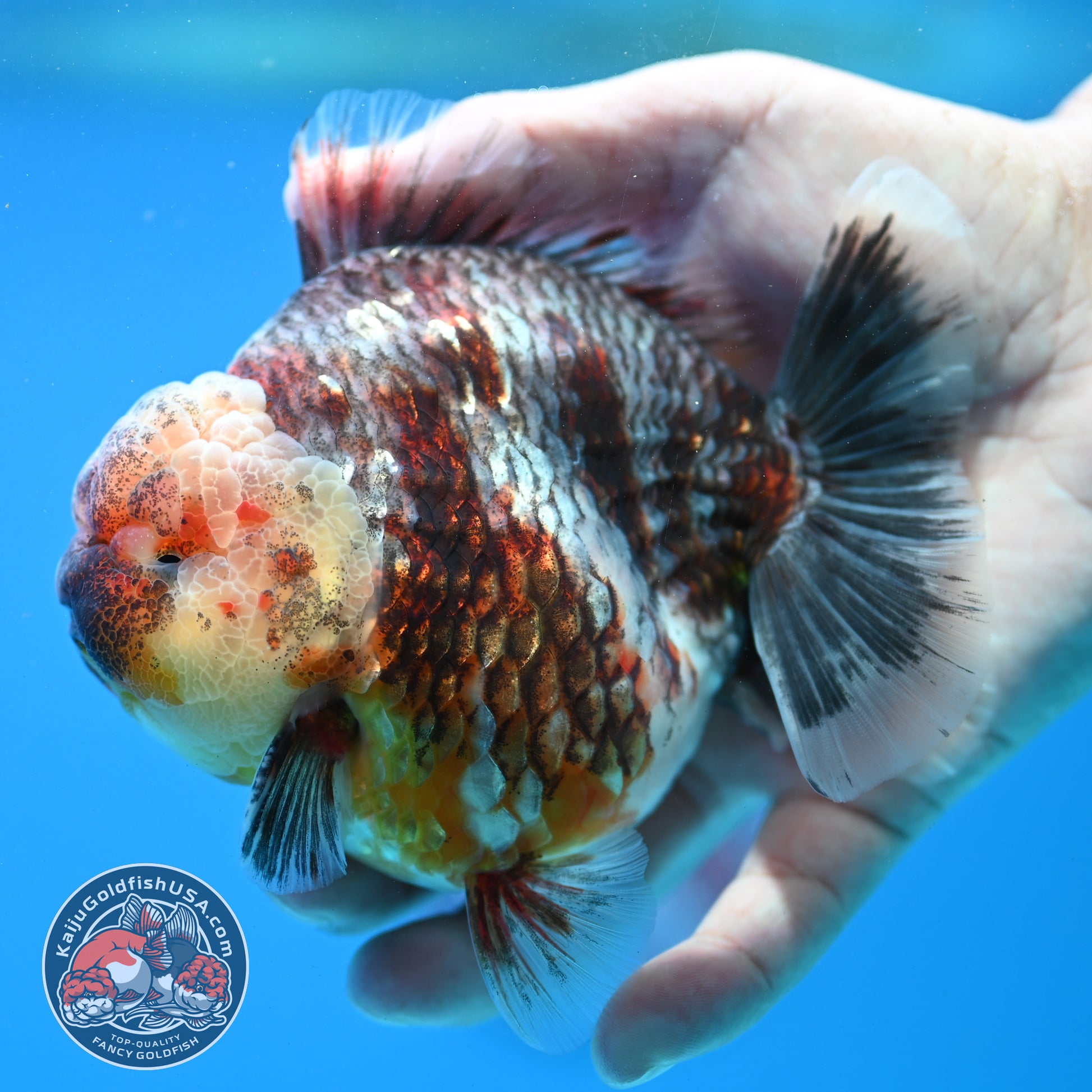 Grey Kirin Oranda 4 inch Body (260313_OR07)