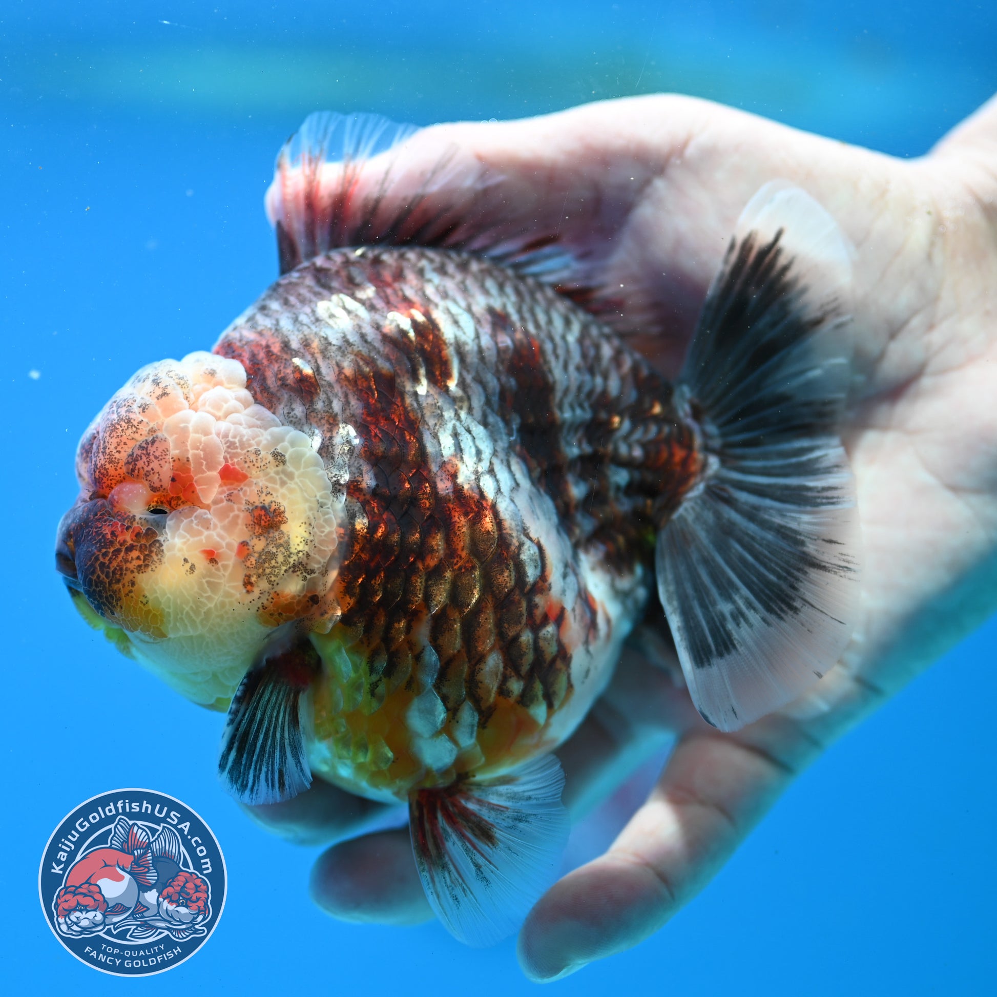 Grey Kirin Oranda 4 inch Body (260313_OR07)