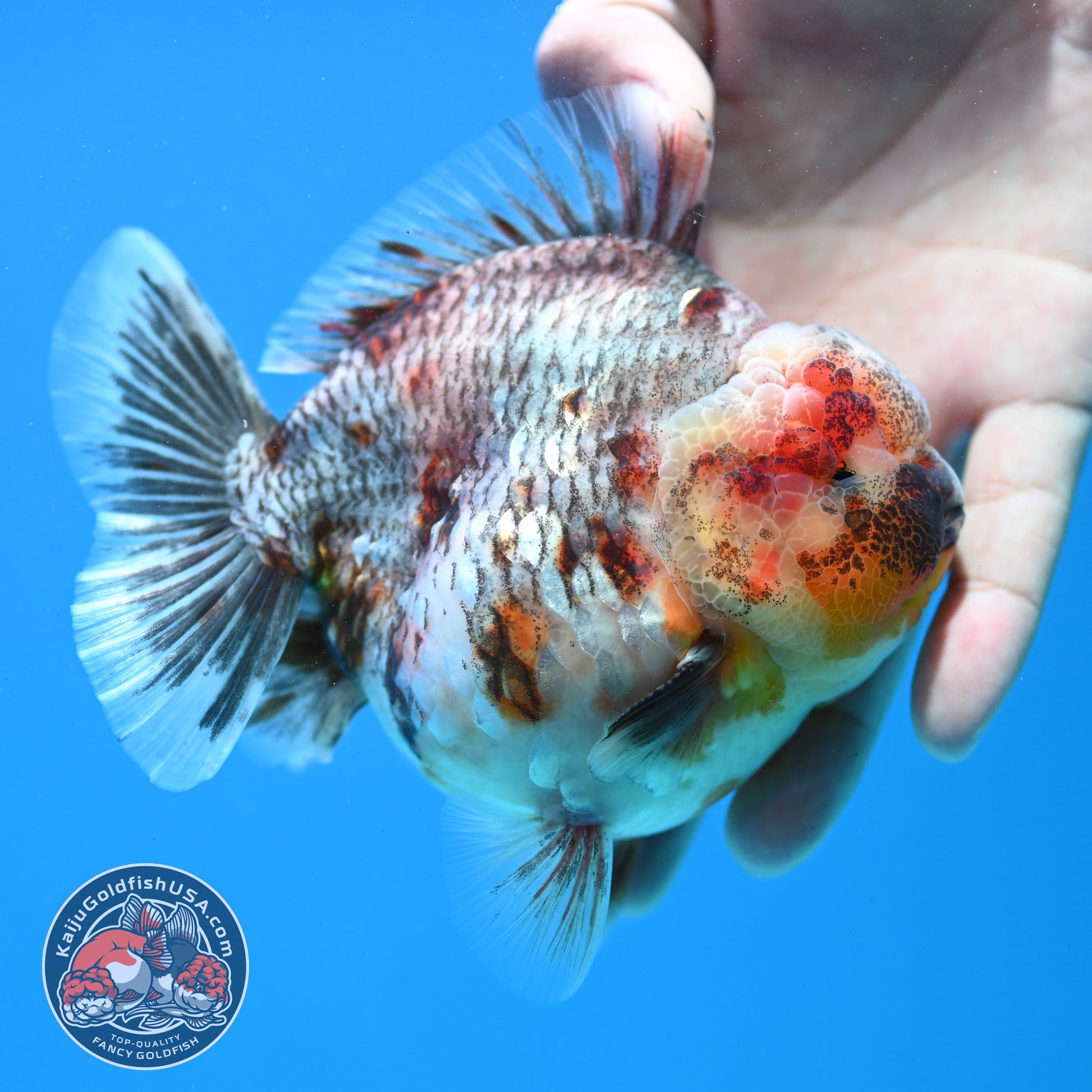 Grey Kirin Oranda 4 inch Body (260313_OR07)