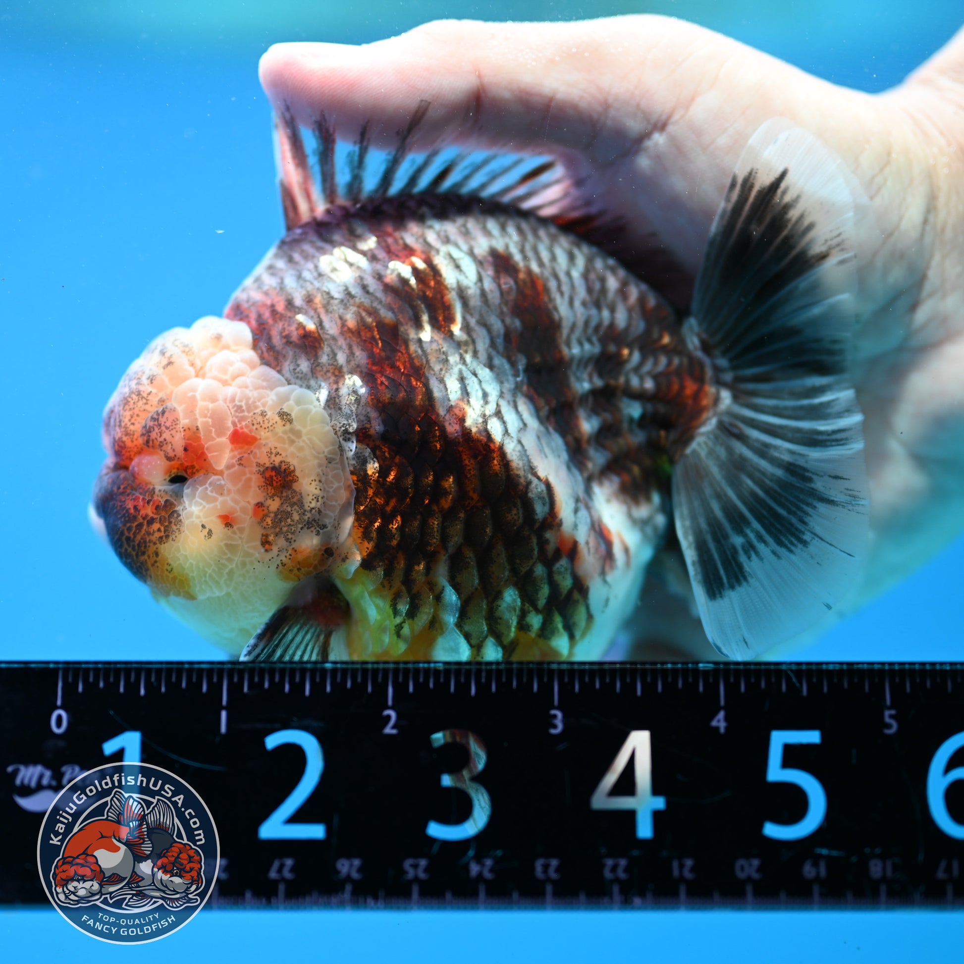 Grey Kirin Oranda 4 inch Body (260313_OR07)