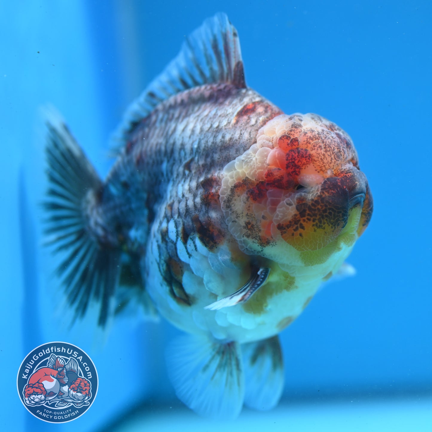 Grey Kirin Oranda 4 inch Body (260313_OR07)