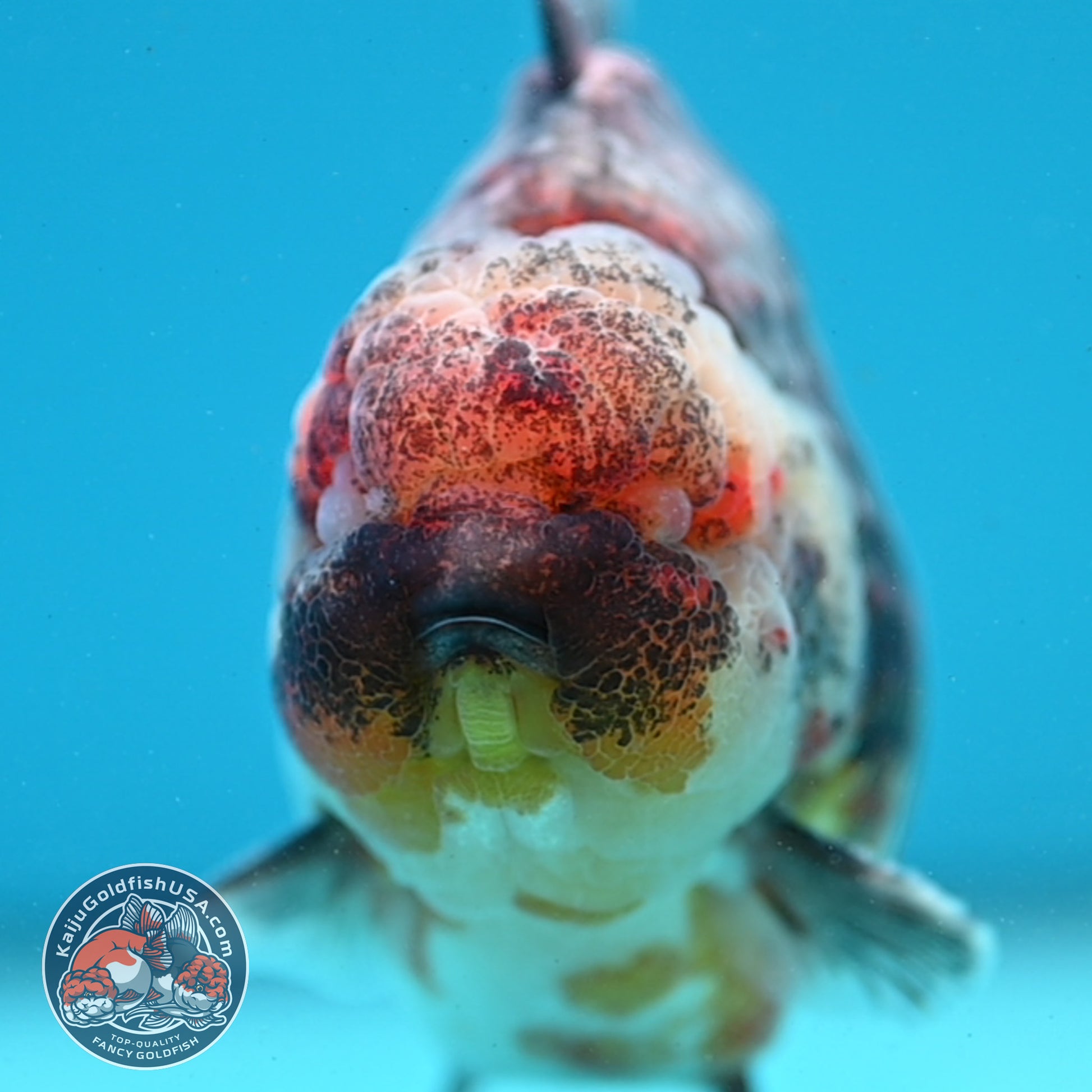 Grey Kirin Oranda 4 inch Body (260313_OR07)