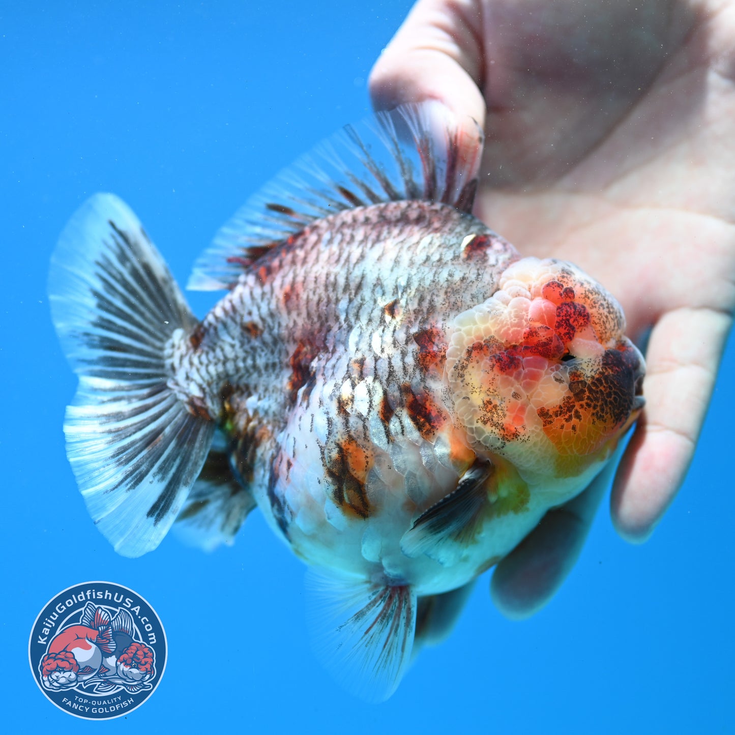 Grey Kirin Oranda 4 inch Body (260313_OR07)