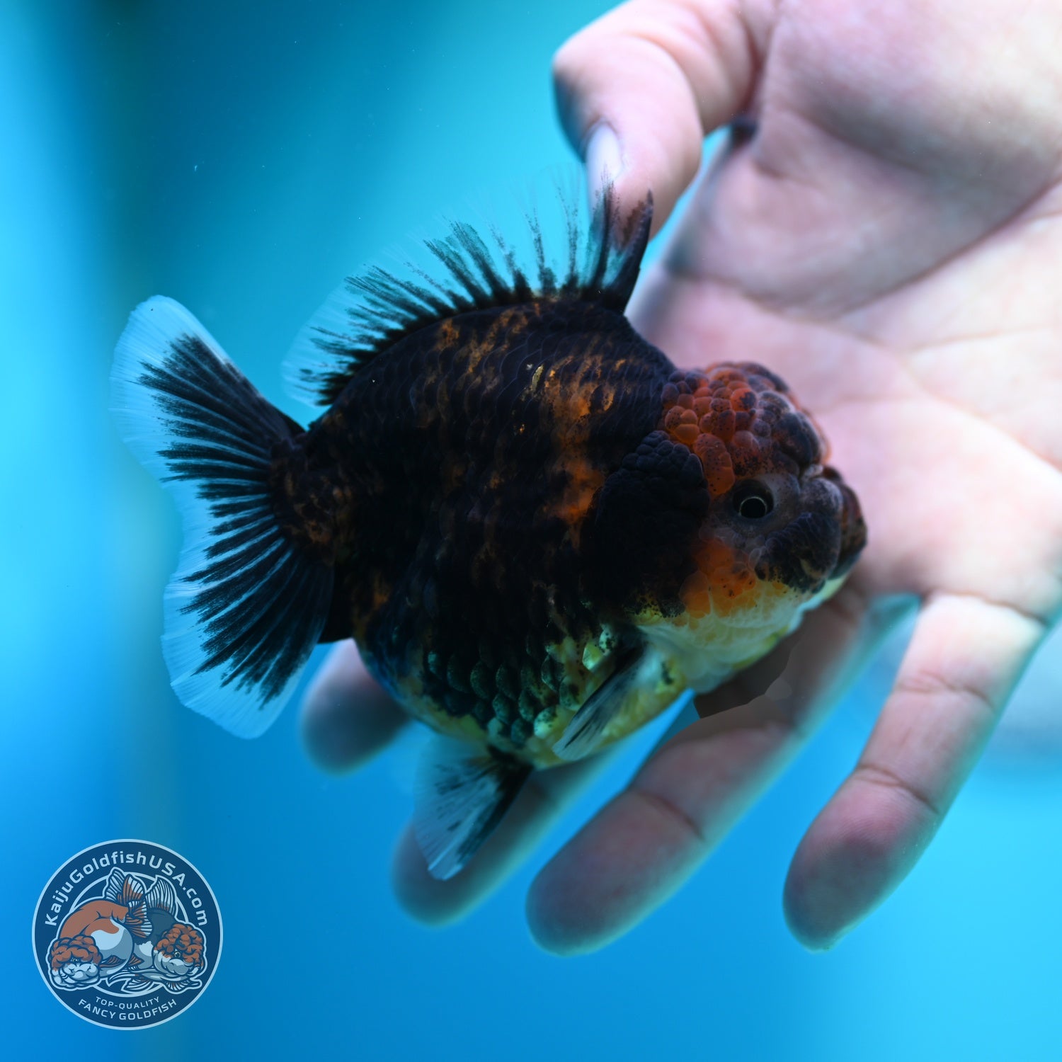 Heavy Ink Oranda 3 inch Body (260612_OR05)
