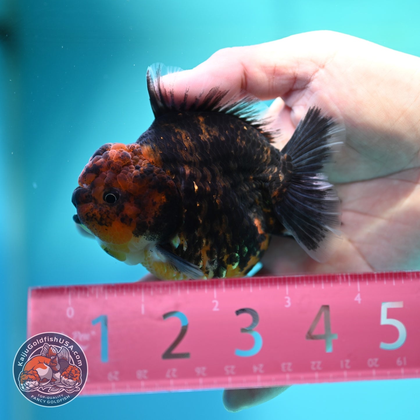 Heavy Ink Oranda 3 inch Body (260612_OR05)