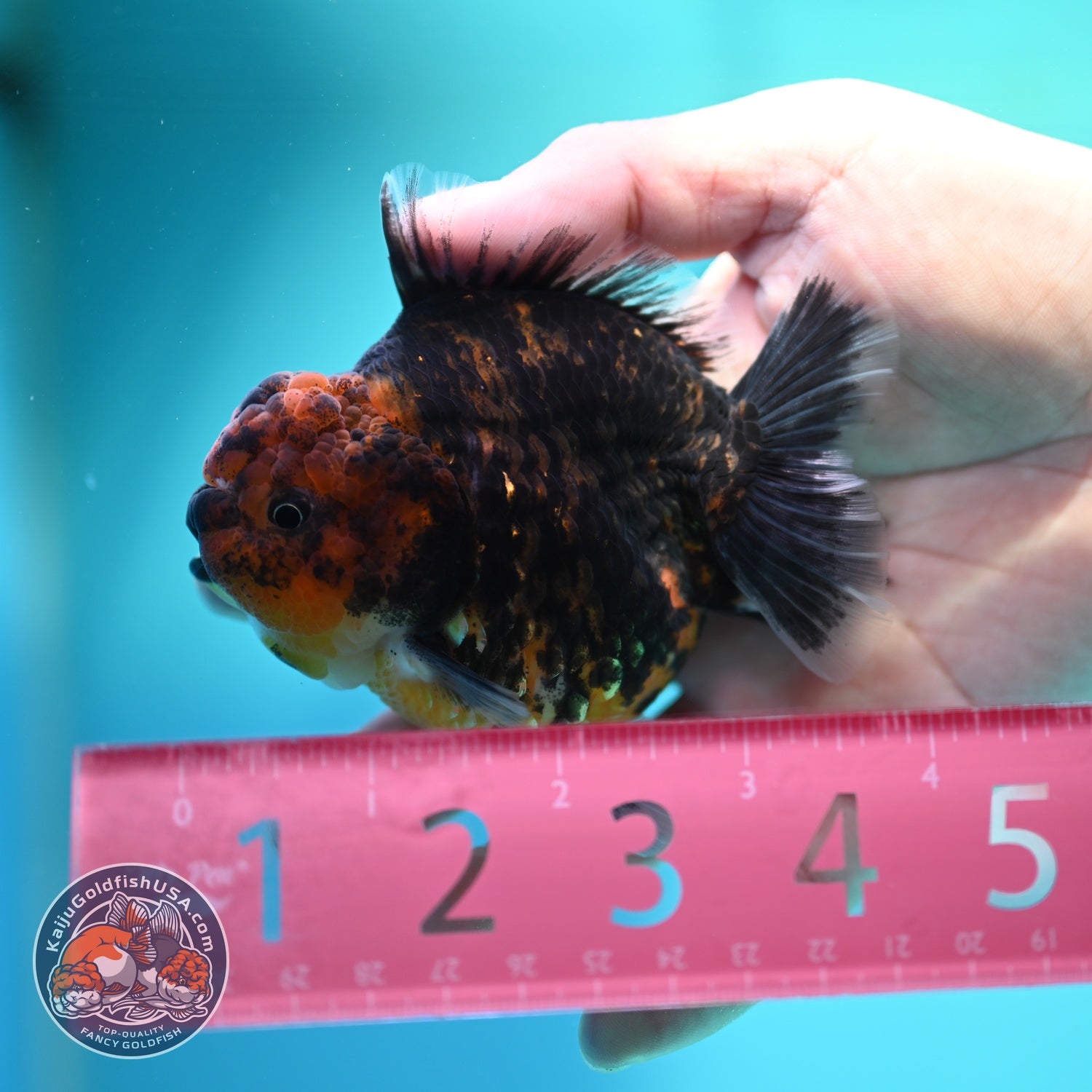 Heavy Ink Oranda 3 inch Body (260612_OR05)