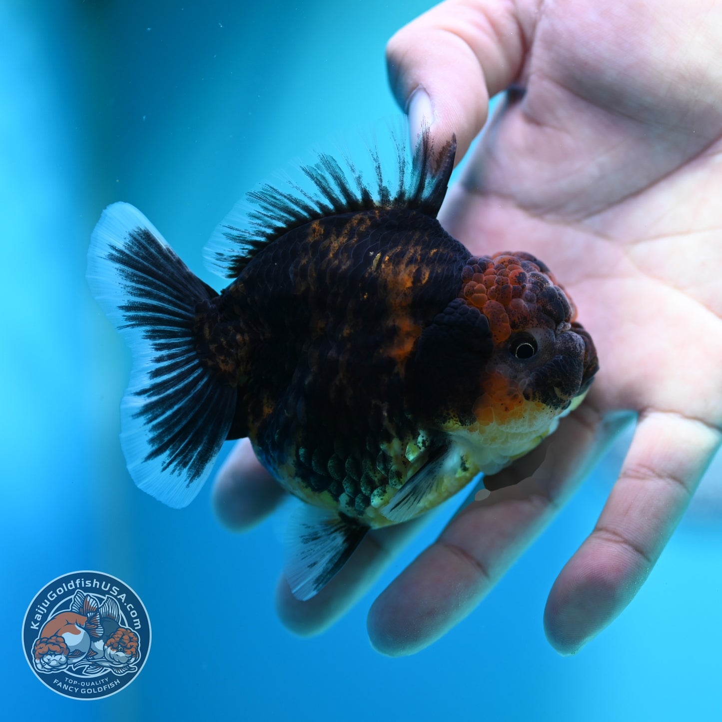 Heavy Ink Oranda 3 inch Body (260612_OR05)