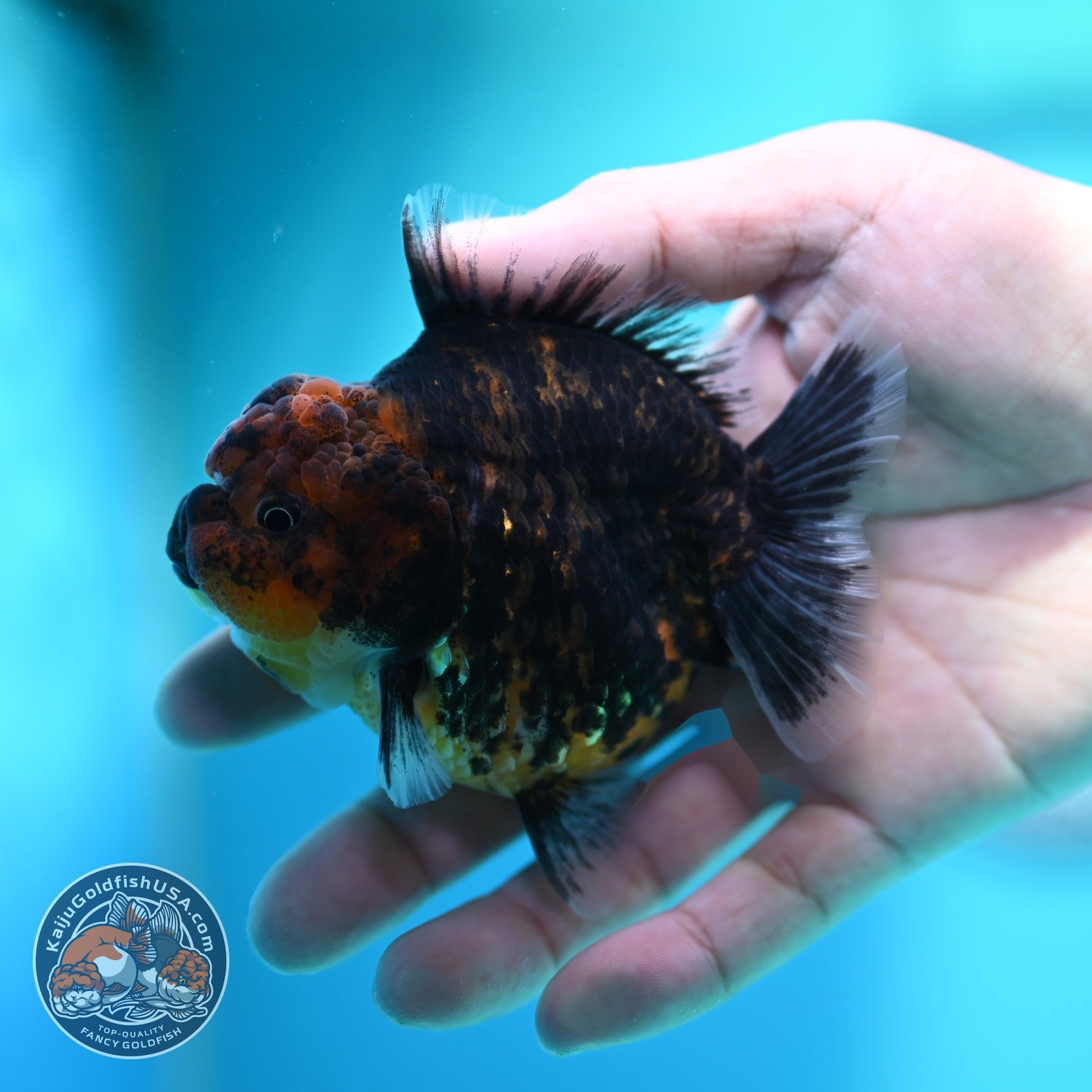 Heavy Ink Oranda 3 inch Body (260612_OR05)