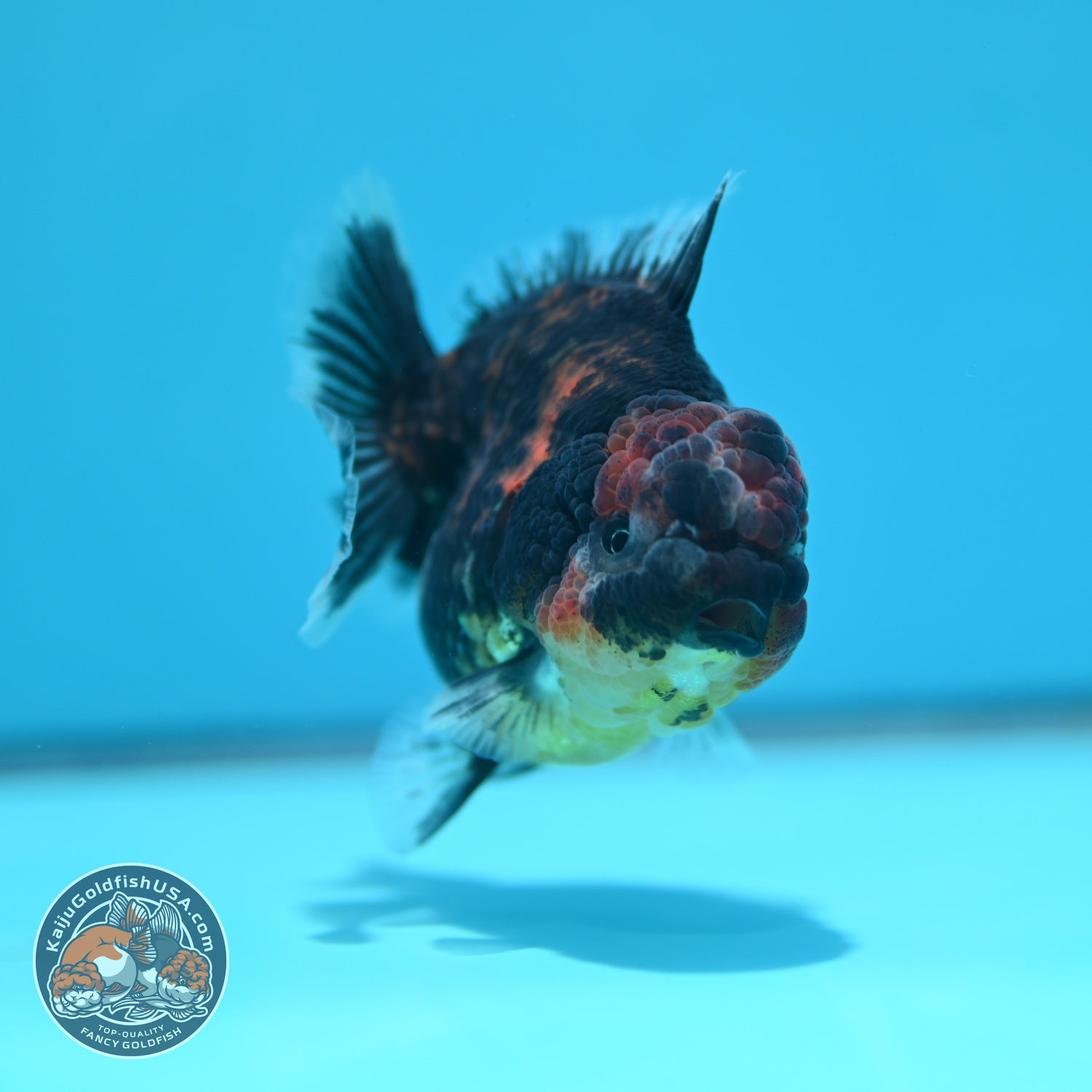 Heavy Ink Oranda 3 inch Body (260612_OR05)