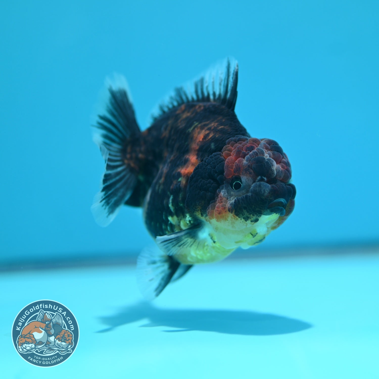 Heavy Ink Oranda 3 inch Body (260612_OR05)