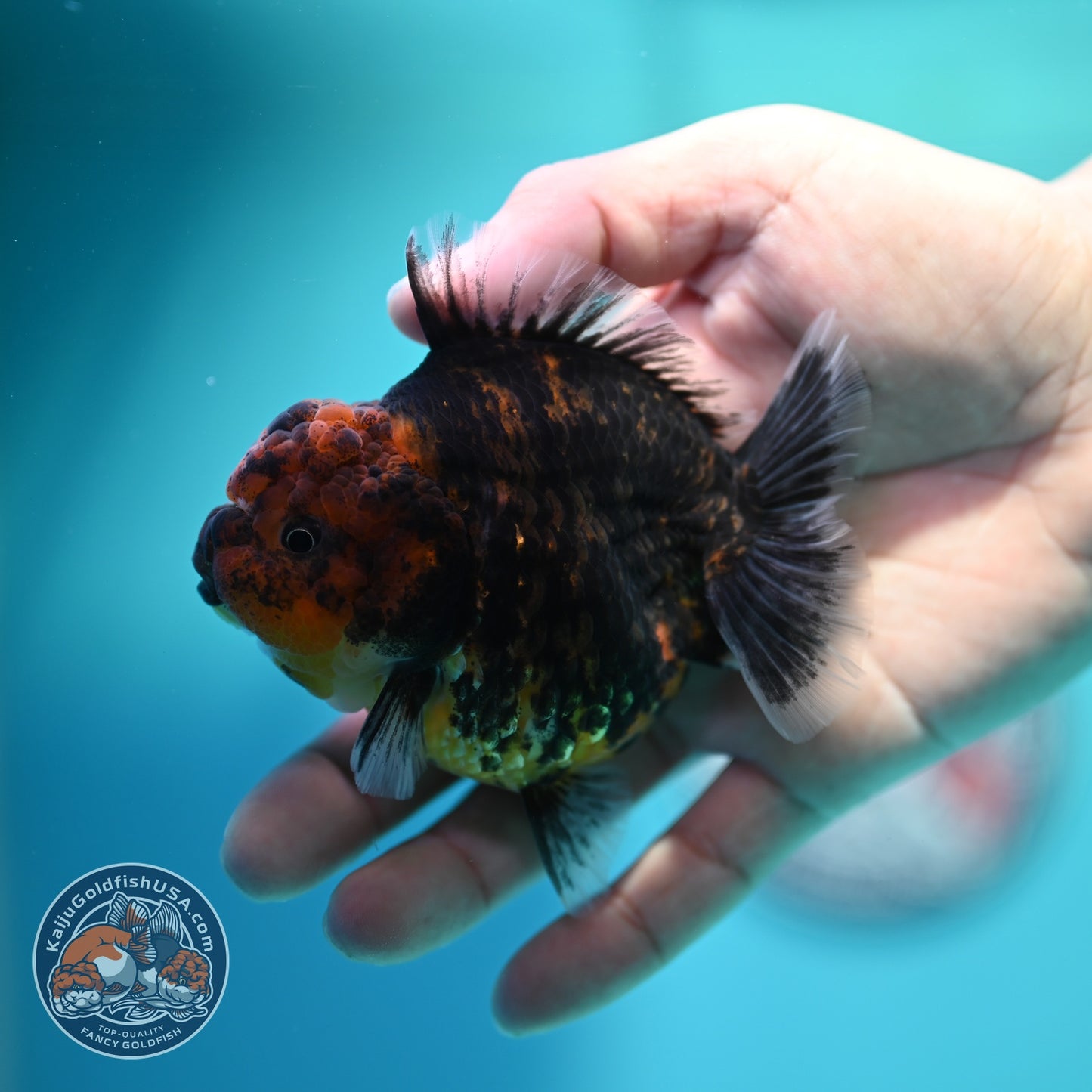 Heavy Ink Oranda 3 inch Body (260612_OR05)