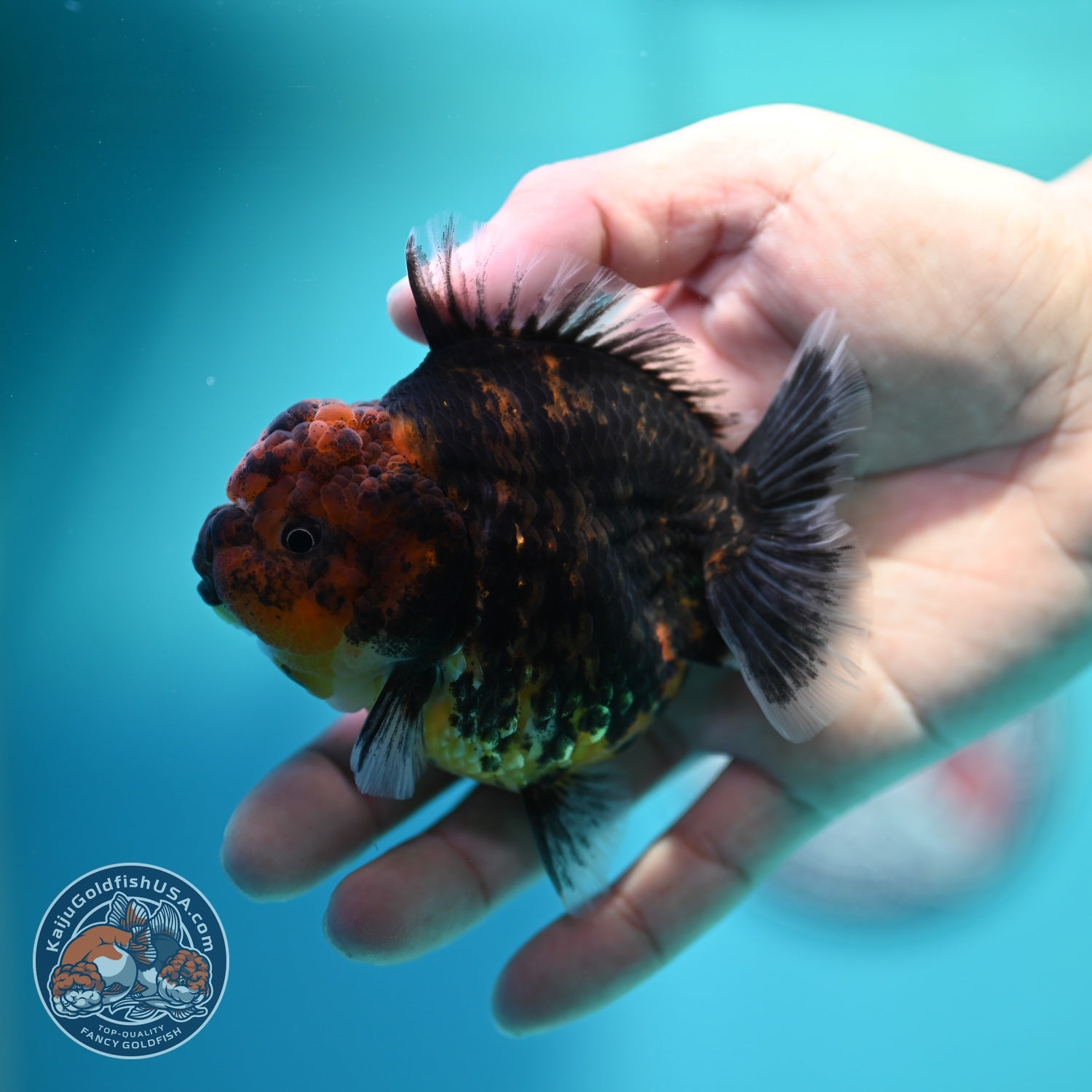 Heavy Ink Oranda 3 inch Body (260612_OR05)