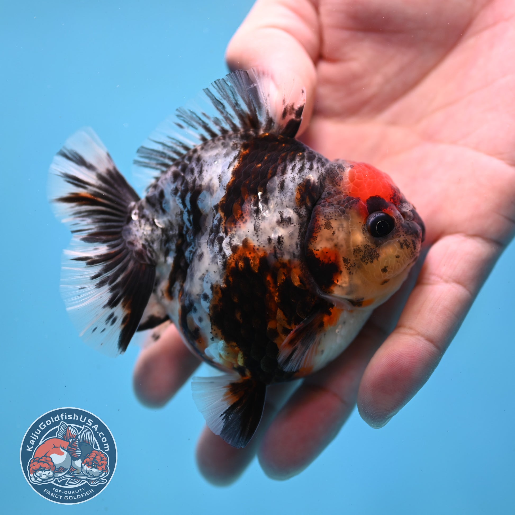 Heavy Ink Tiger Oranda 3 inch Body (260213_OR04)