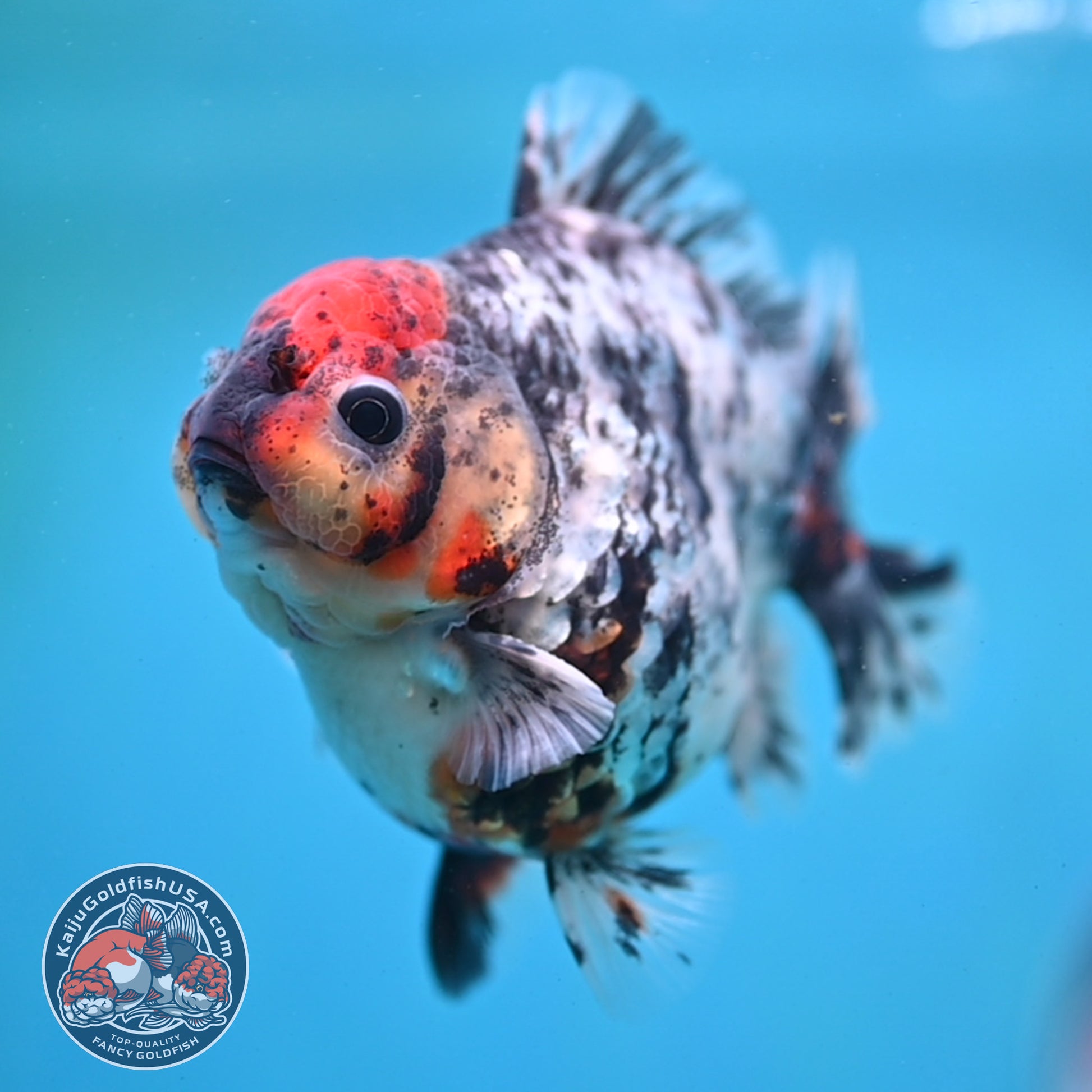 Heavy Ink Tiger Oranda 3 inch Body (260213_OR04)