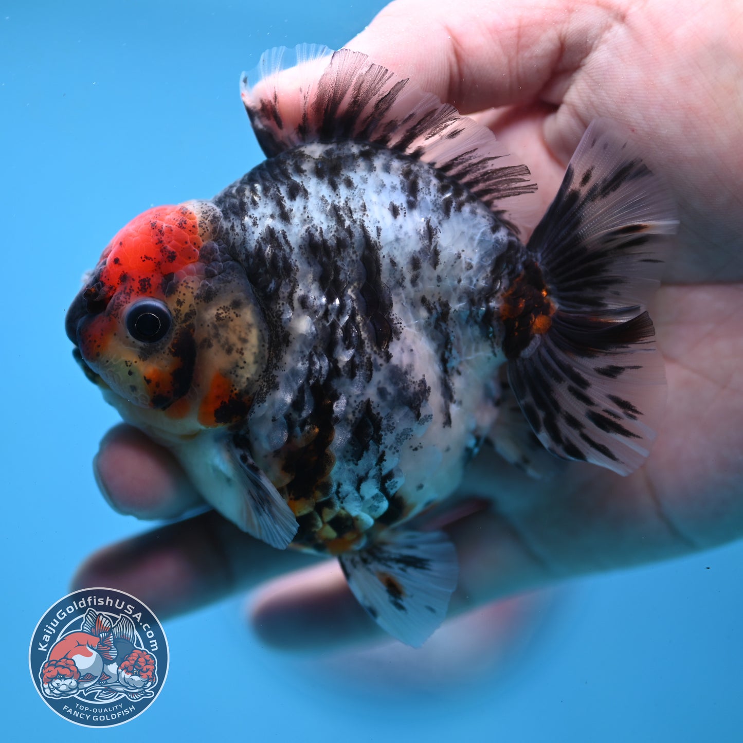 Heavy Ink Tiger Oranda 3 inch Body (260213_OR04)