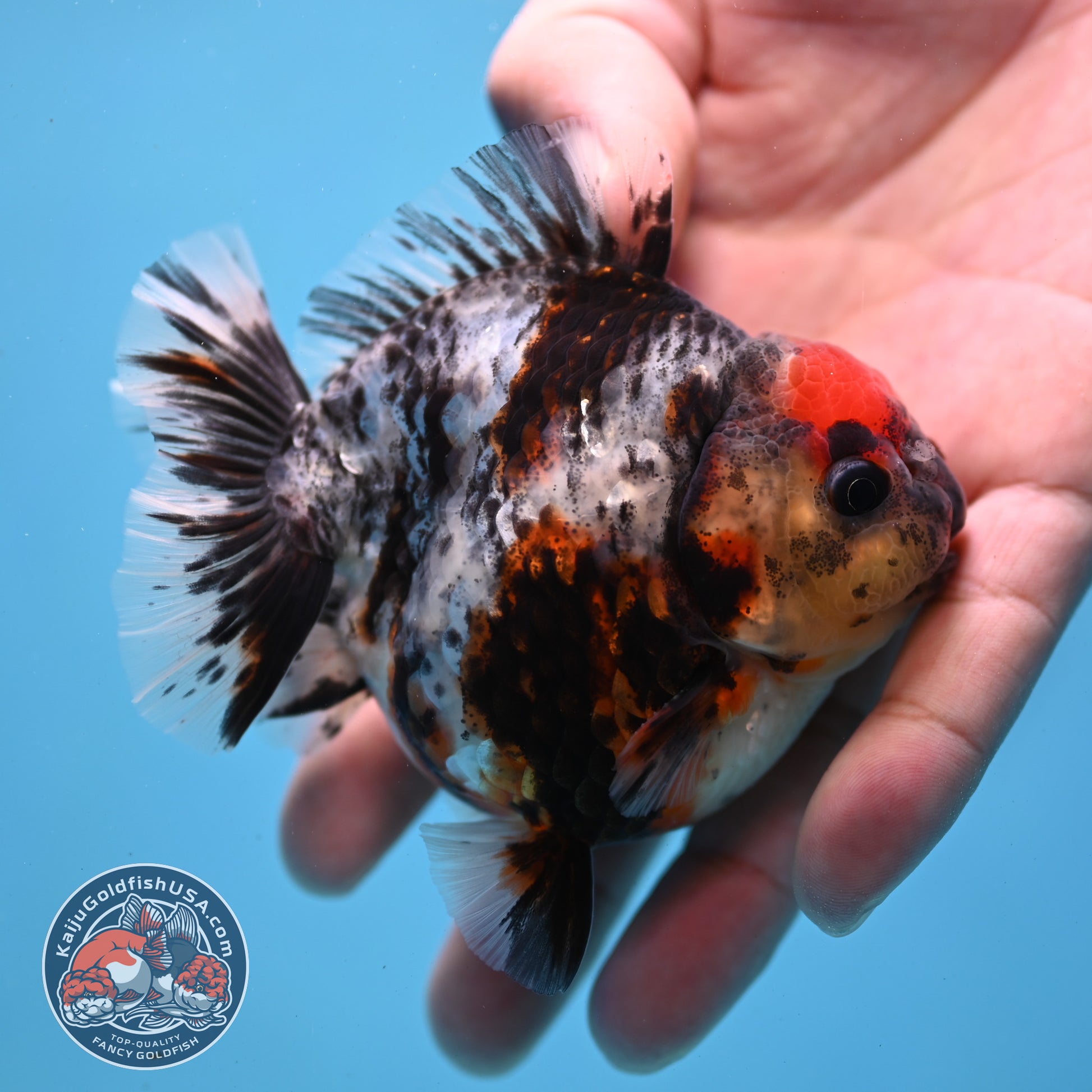 Heavy Ink Tiger Oranda 3 inch Body (260213_OR04)