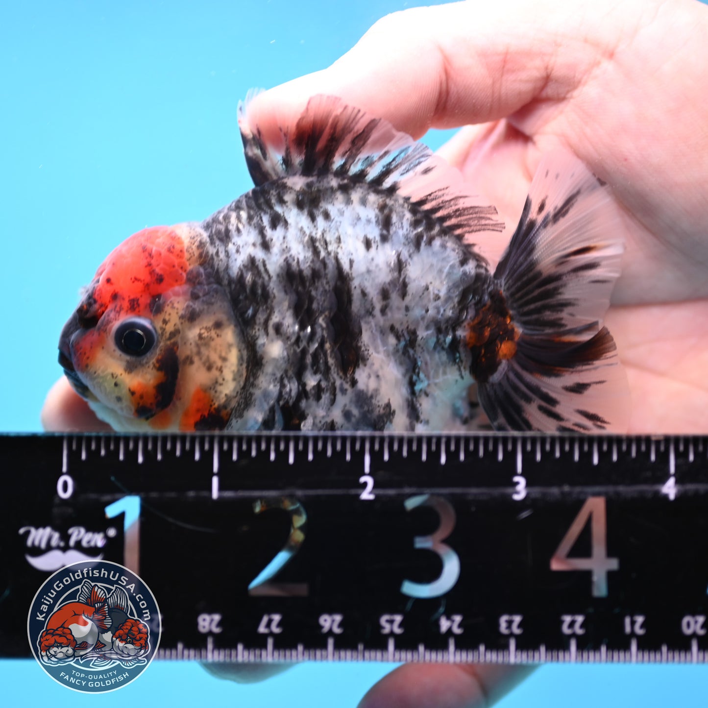 Heavy Ink Tiger Oranda 3 inch Body (260213_OR04)
