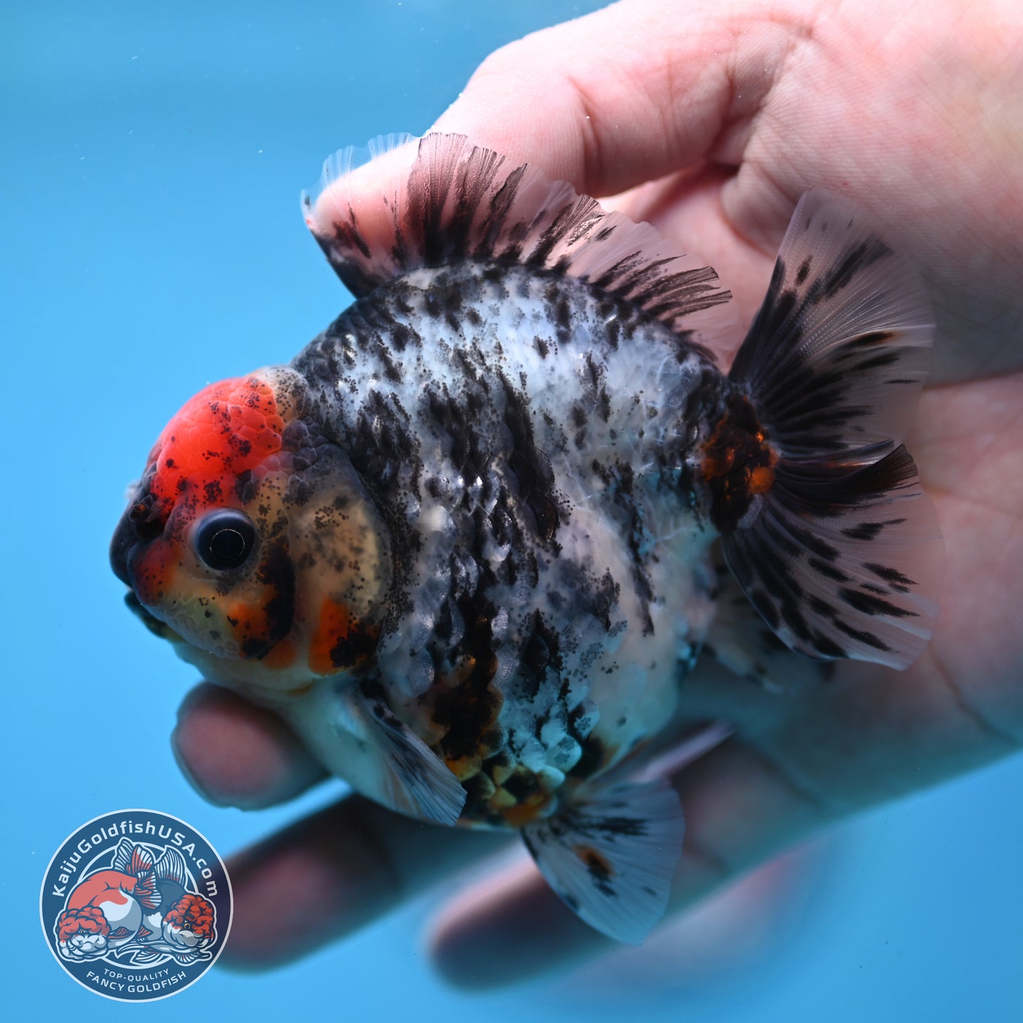 Heavy Ink Tiger Oranda 3 inch Body (260213_OR04)