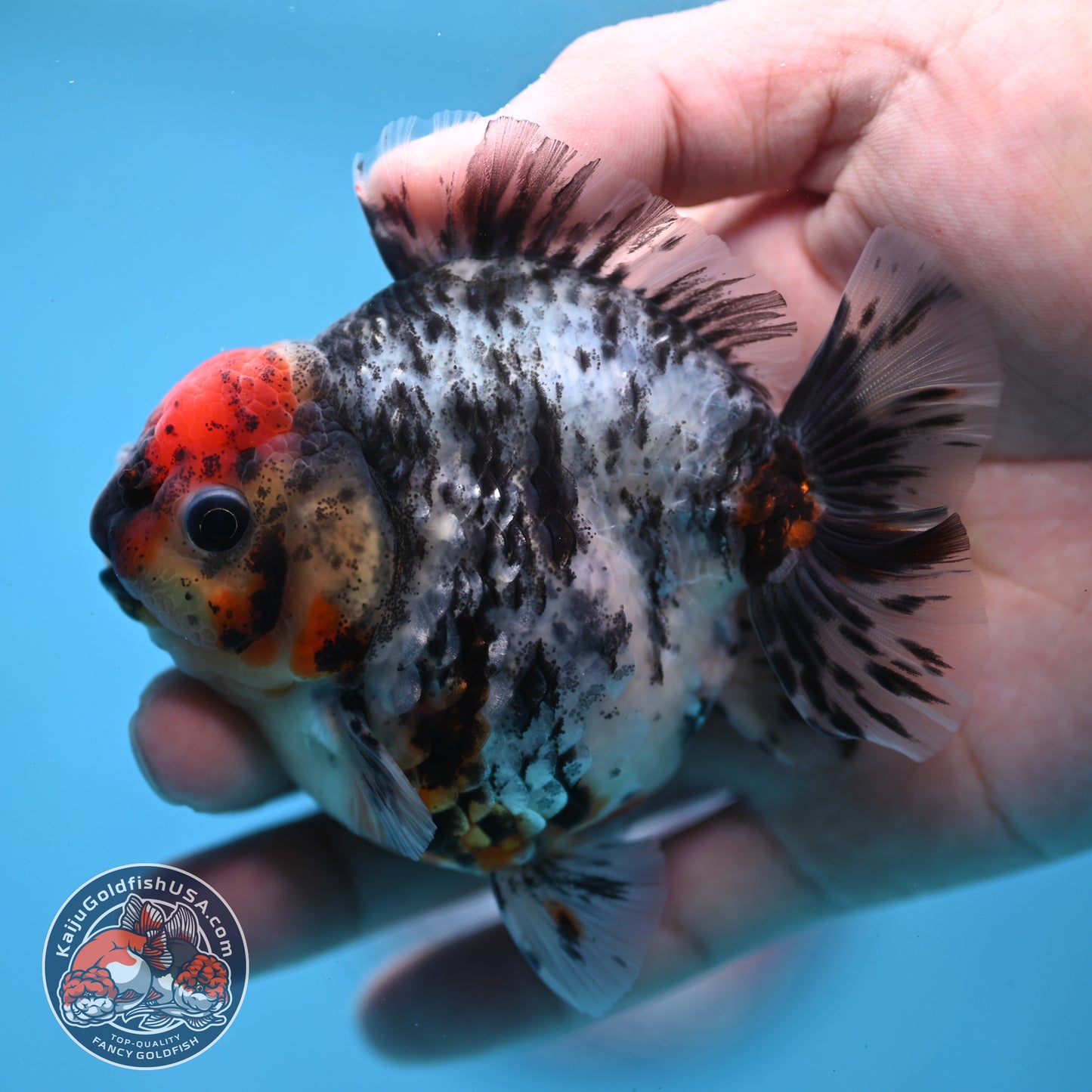 Heavy Ink Tiger Oranda 3 inch Body (260213_OR04)