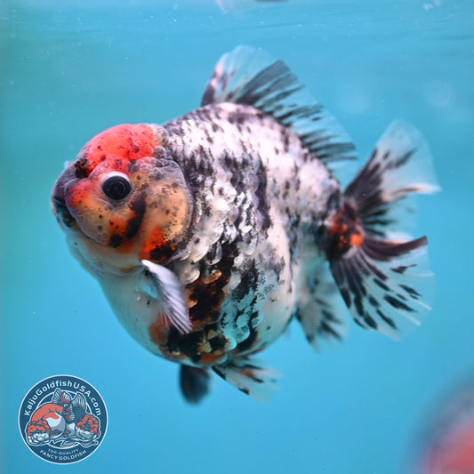 Heavy Ink Tiger Oranda 3 inch Body (260213_OR04)