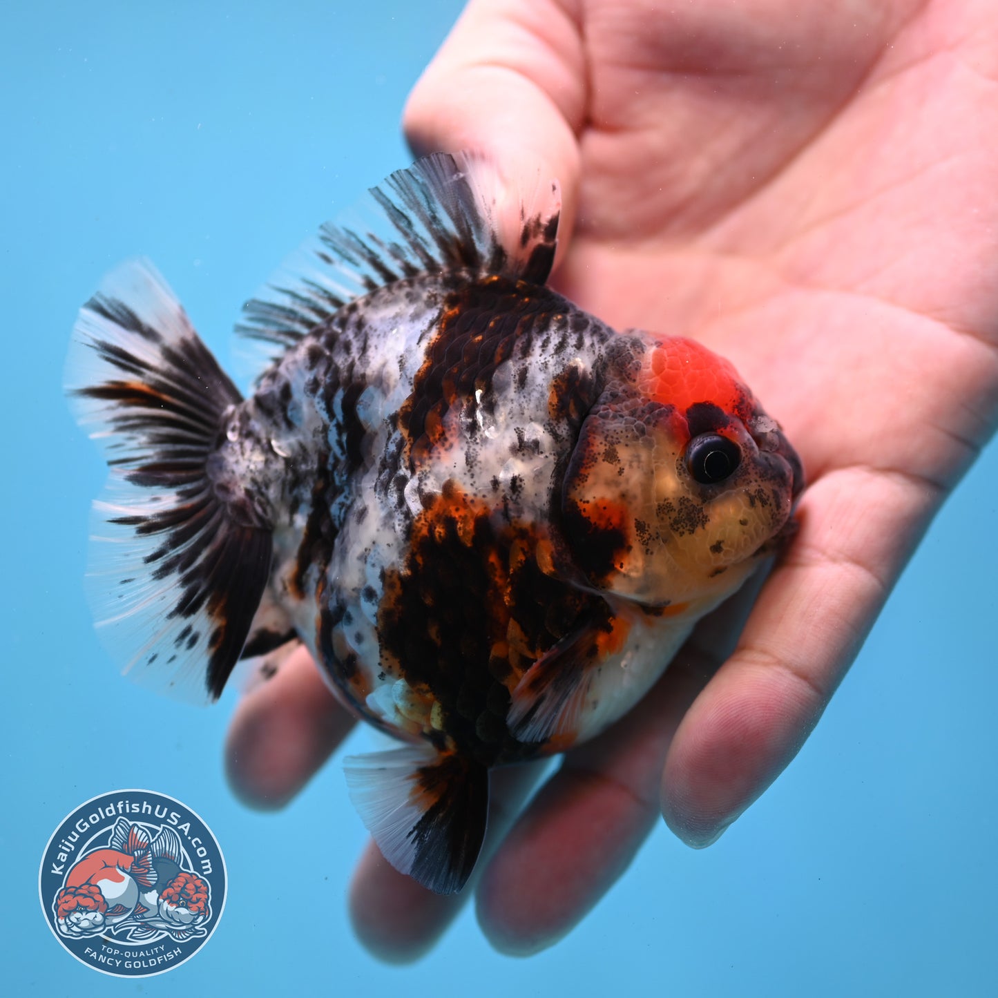 Heavy Ink Tiger Oranda 3 inch Body (260213_OR04)