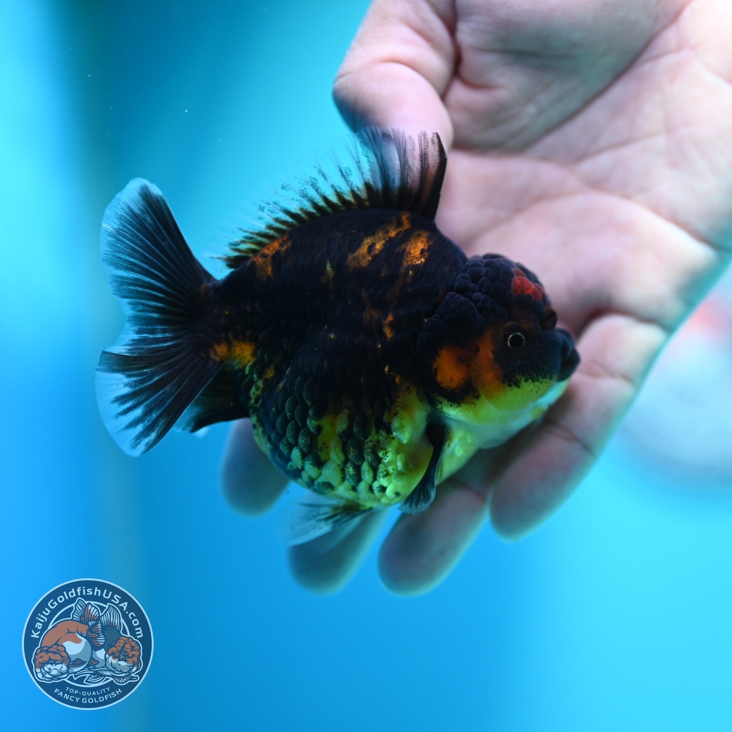 Heavy Ink Tiger Oranda 3 inch Body (260612_OR03)